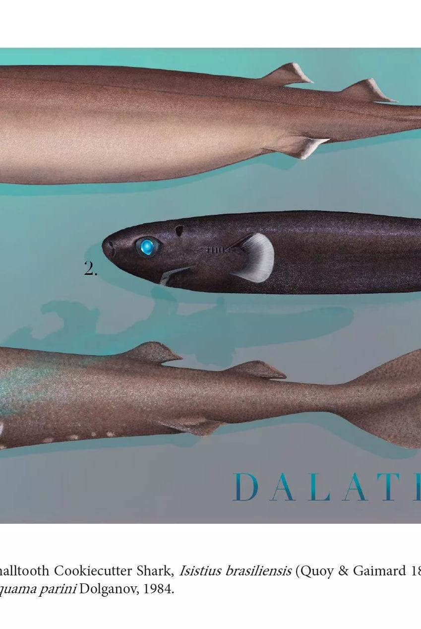 Sharks of the Deep 2023 Calendar - Mug-Stick Figure Fish Illustration