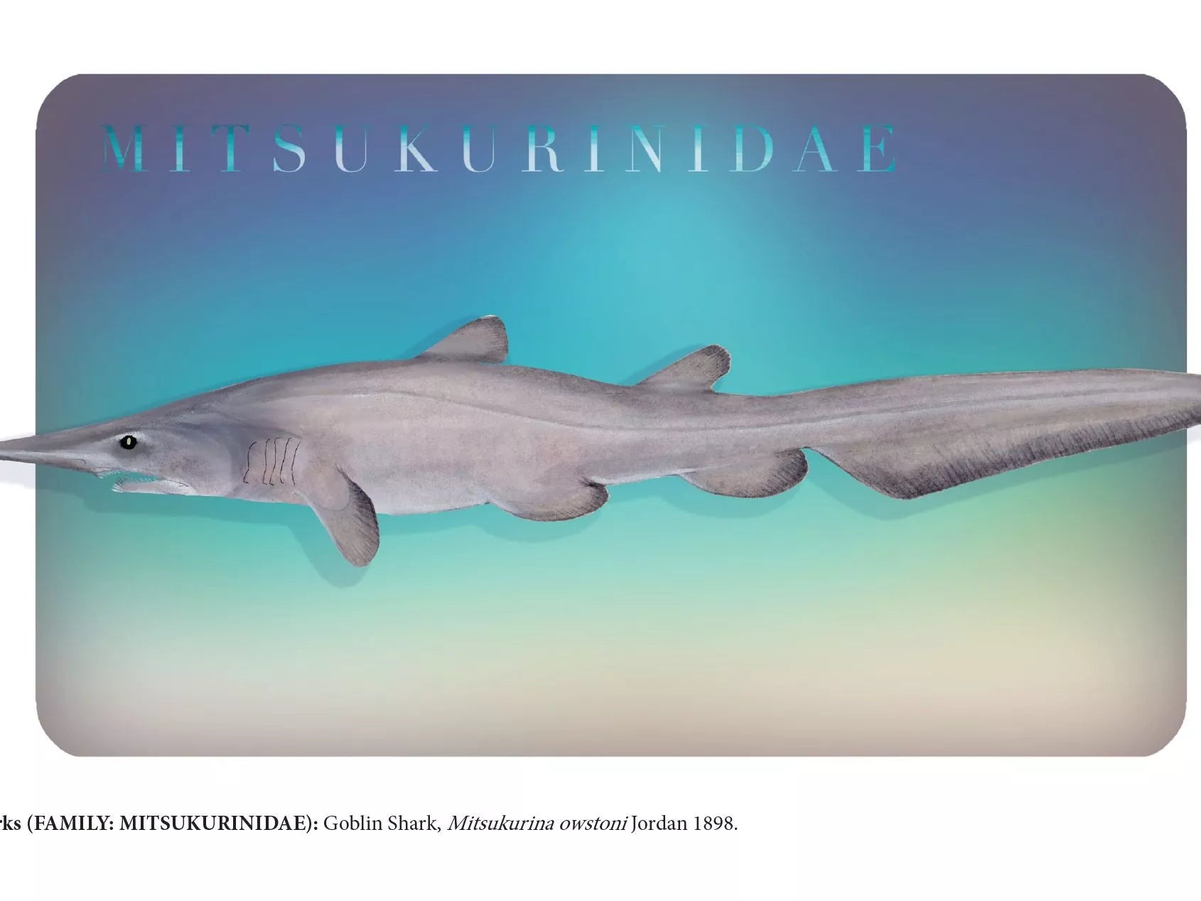 Sharks of the Deep 2023 Calendar - Mug-Stick Figure Fish Illustration