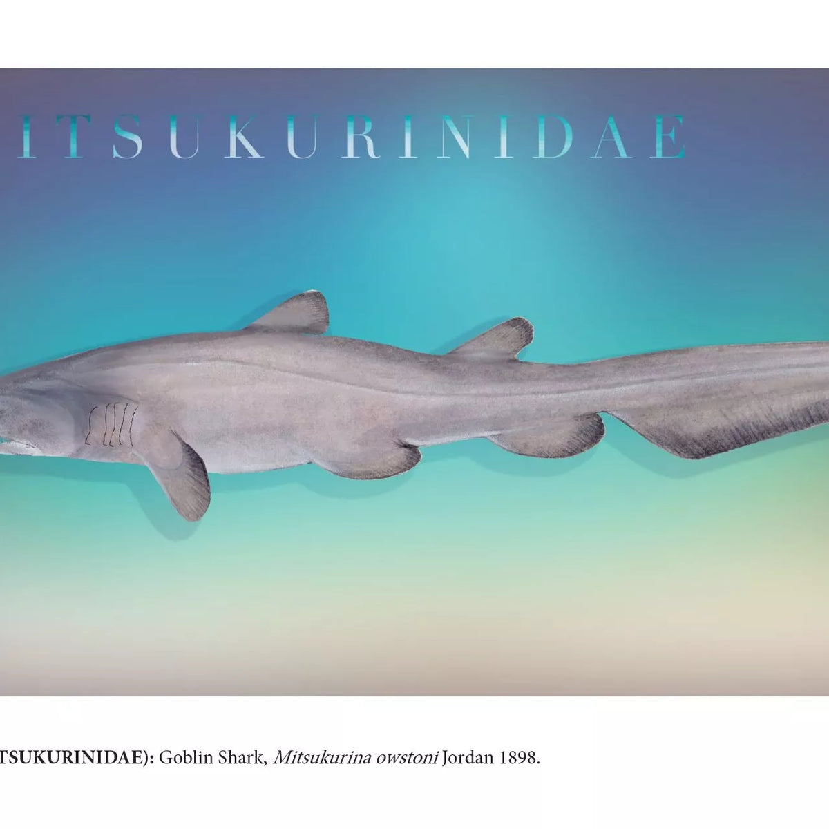 Sharks of the Deep 2023 Calendar - Mug-Stick Figure Fish Illustration