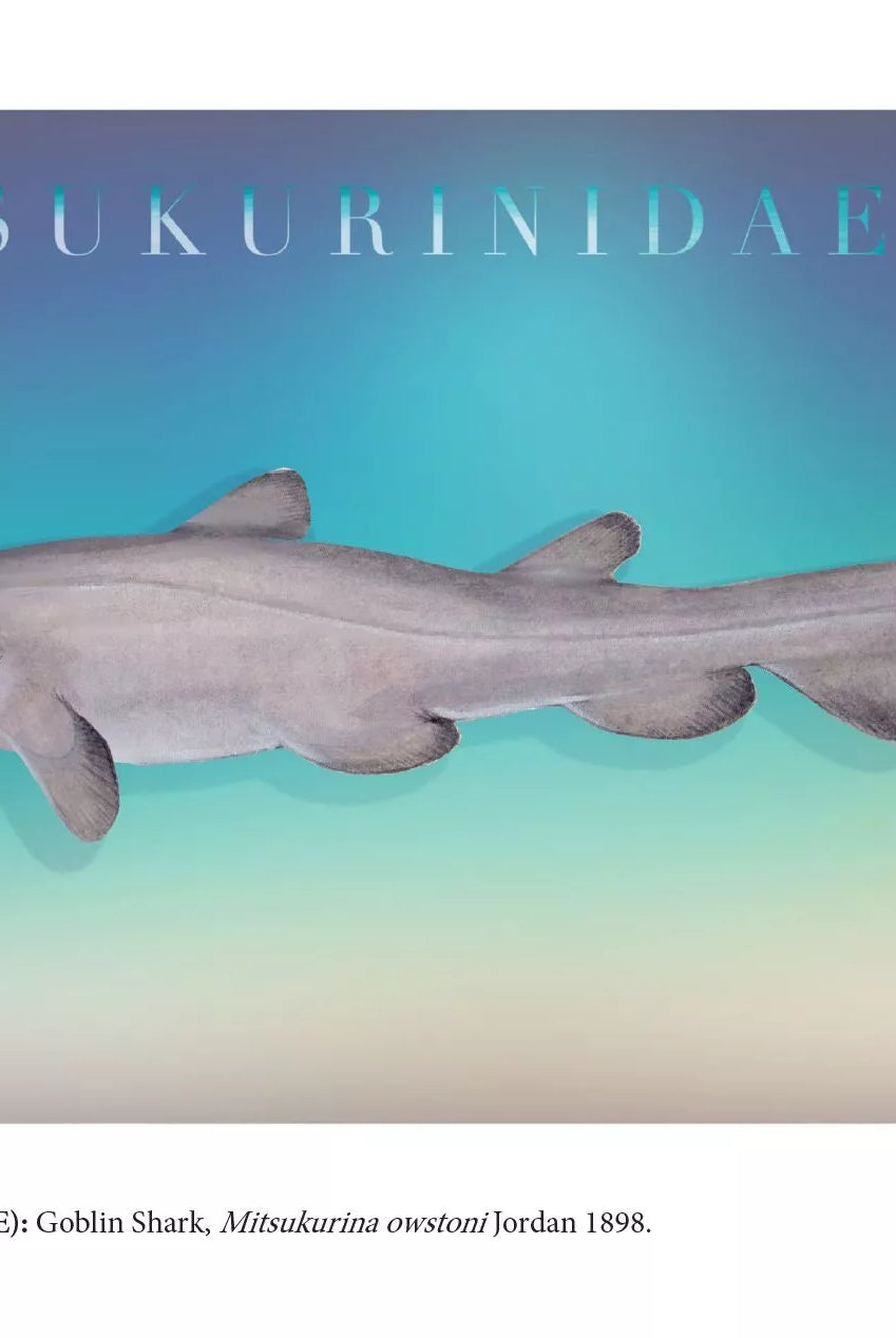 Sharks of the Deep 2023 Calendar - Mug-Stick Figure Fish Illustration