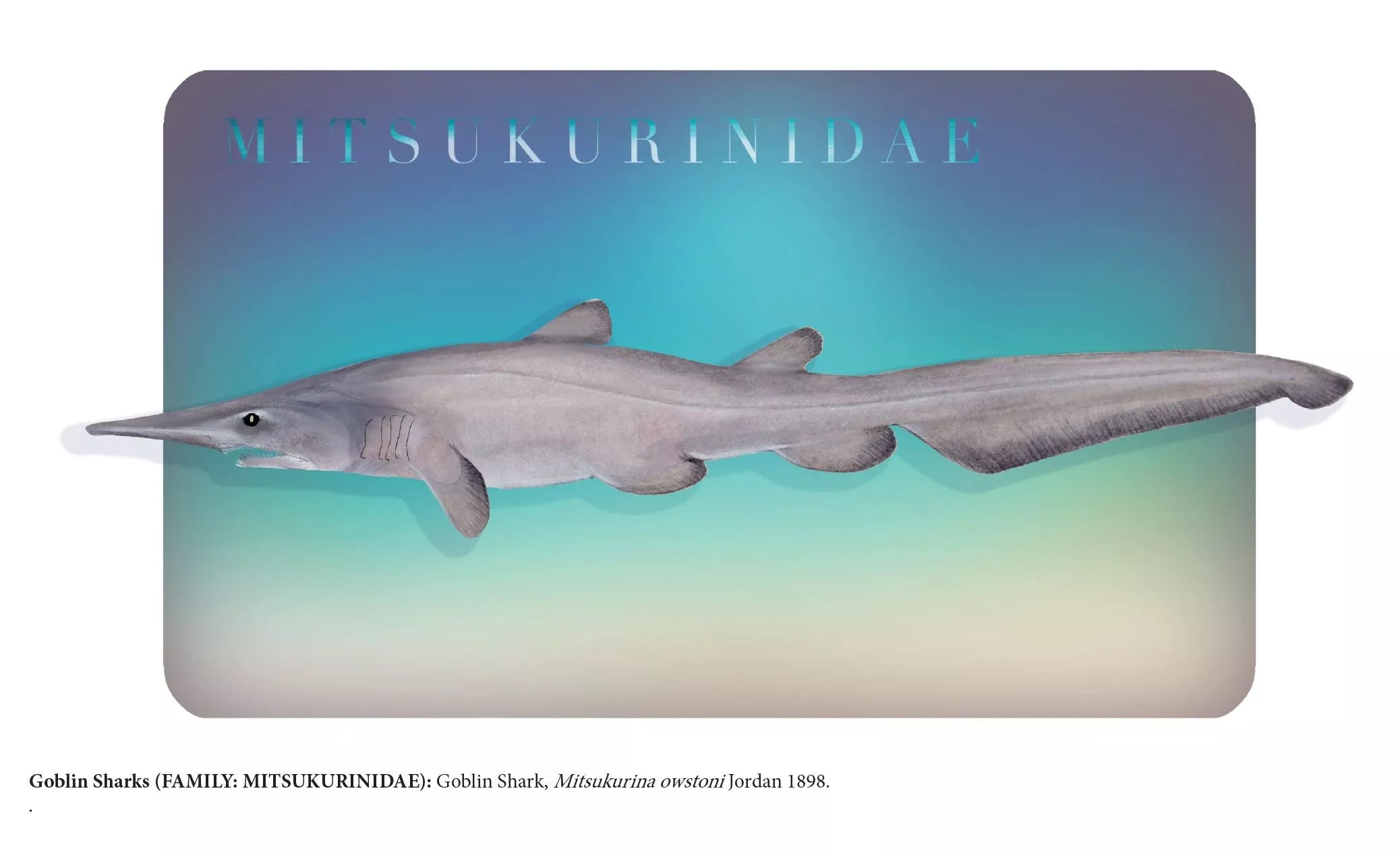 Sharks of the Deep 2023 Calendar - Mug-Stick Figure Fish Illustration
