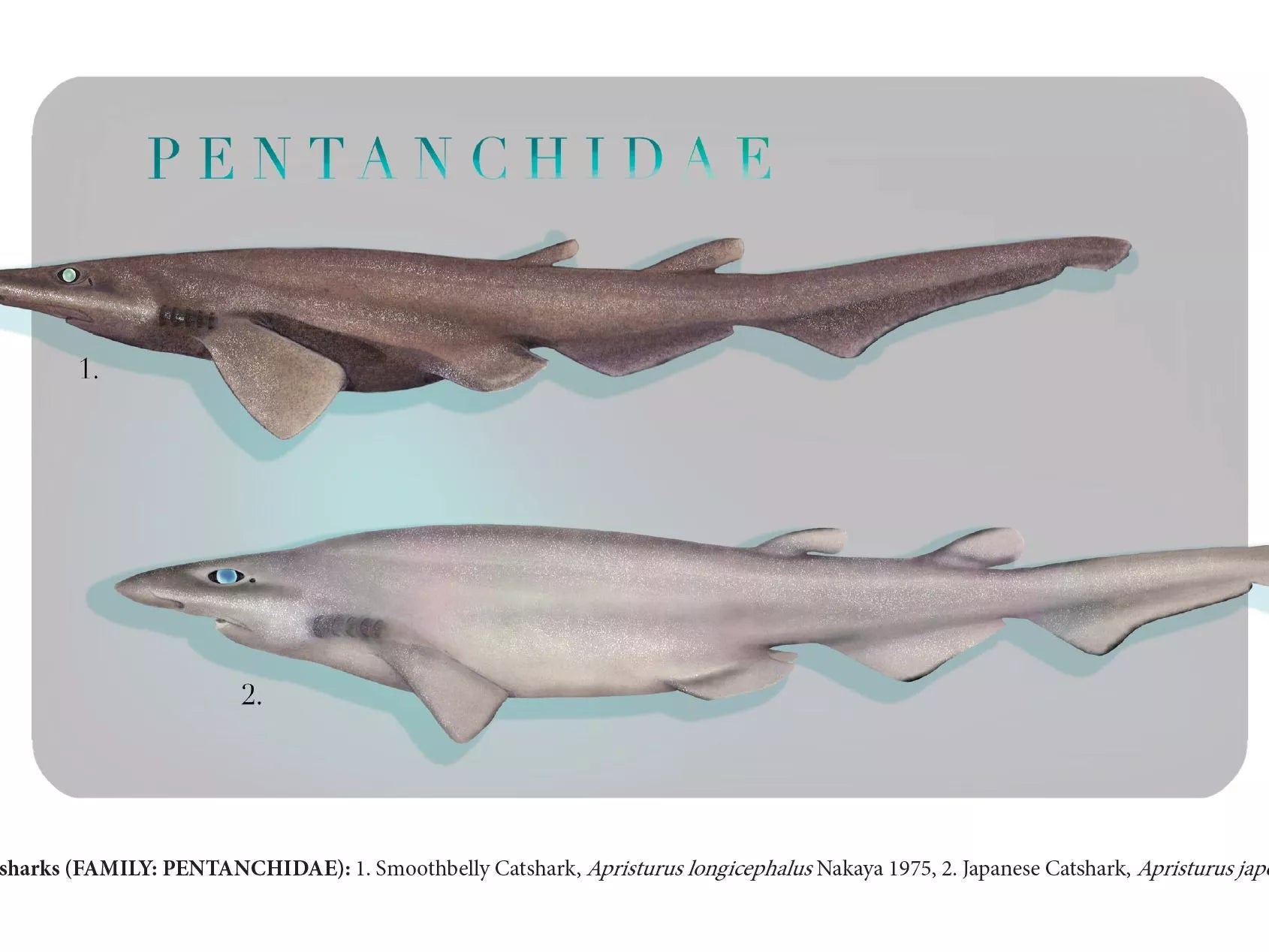 Sharks of the Deep 2023 Calendar - Mug-Stick Figure Fish Illustration
