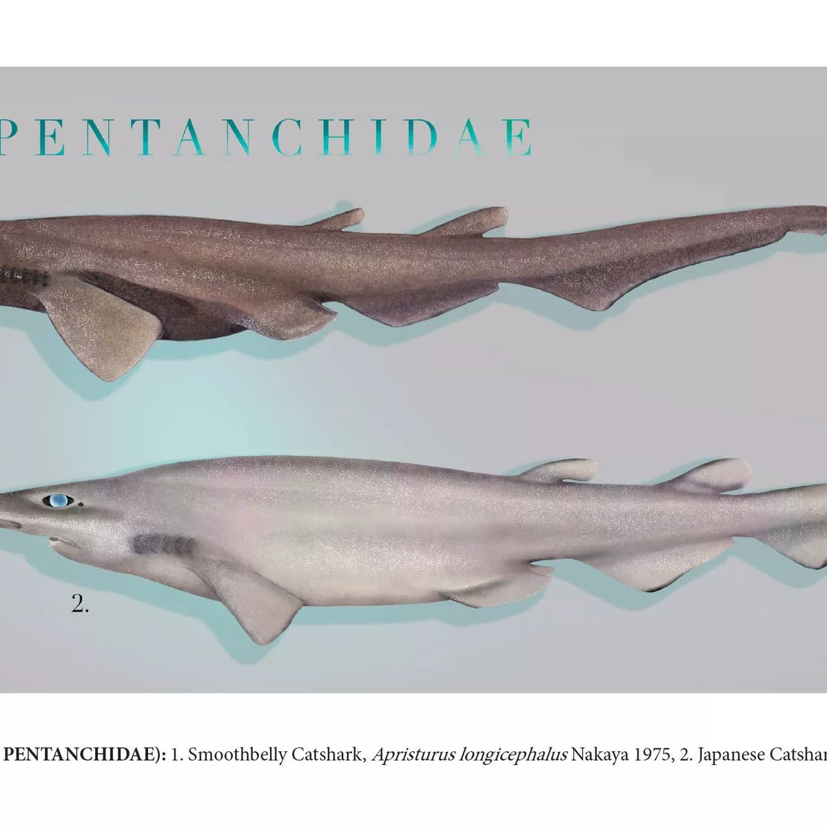 Sharks of the Deep 2023 Calendar - Mug-Stick Figure Fish Illustration