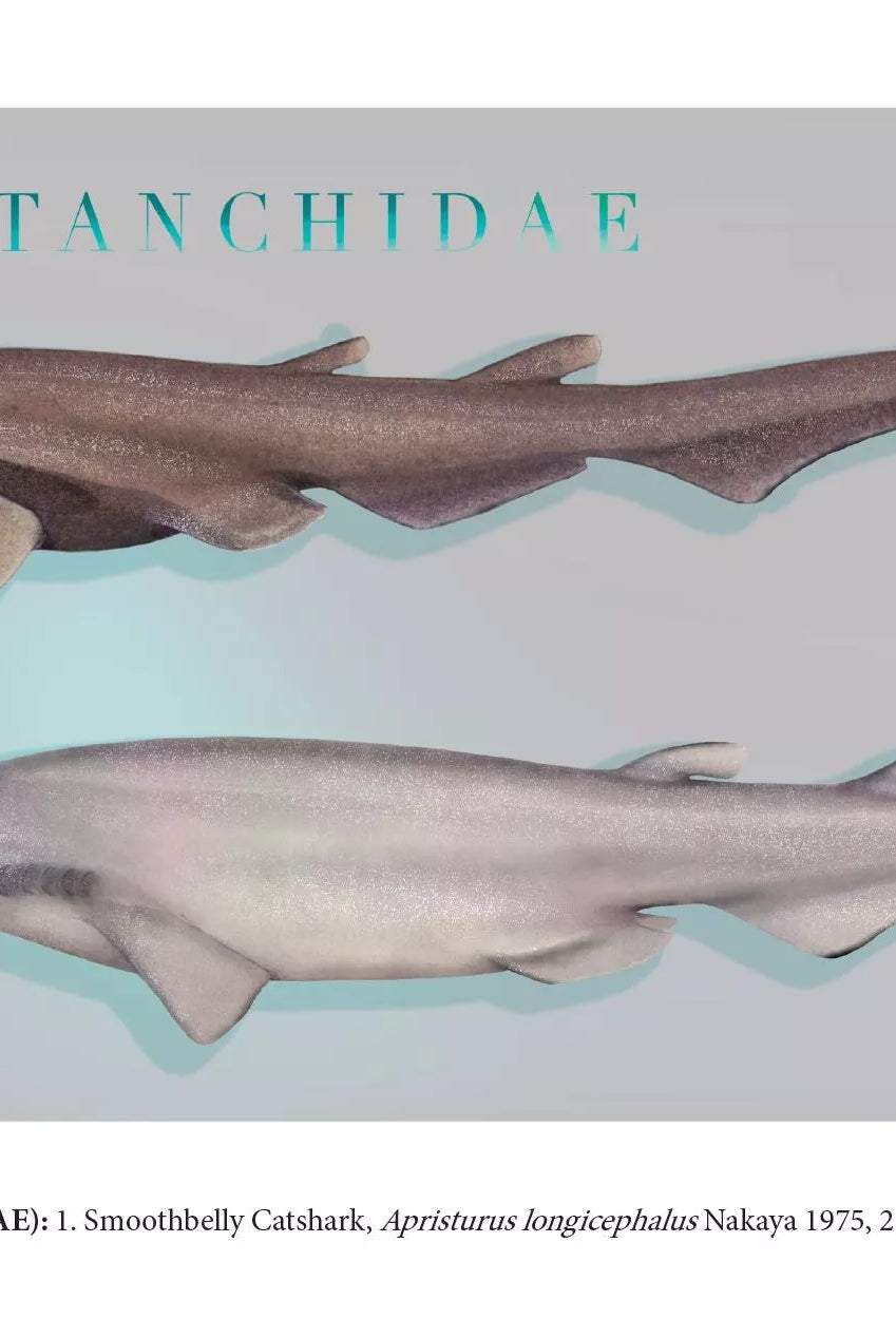 Sharks of the Deep 2023 Calendar - Mug-Stick Figure Fish Illustration