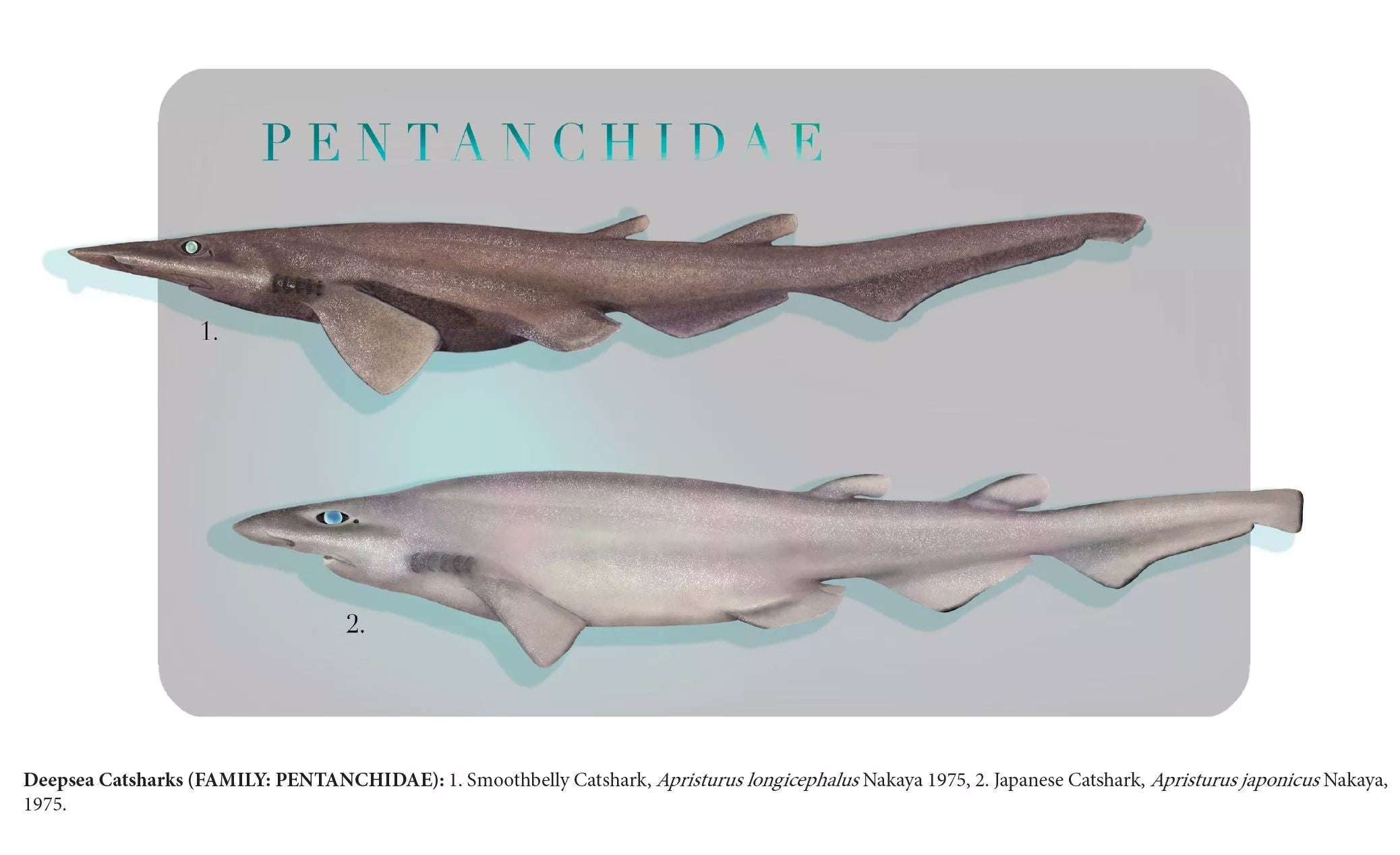 Sharks of the Deep 2023 Calendar - Mug-Stick Figure Fish Illustration