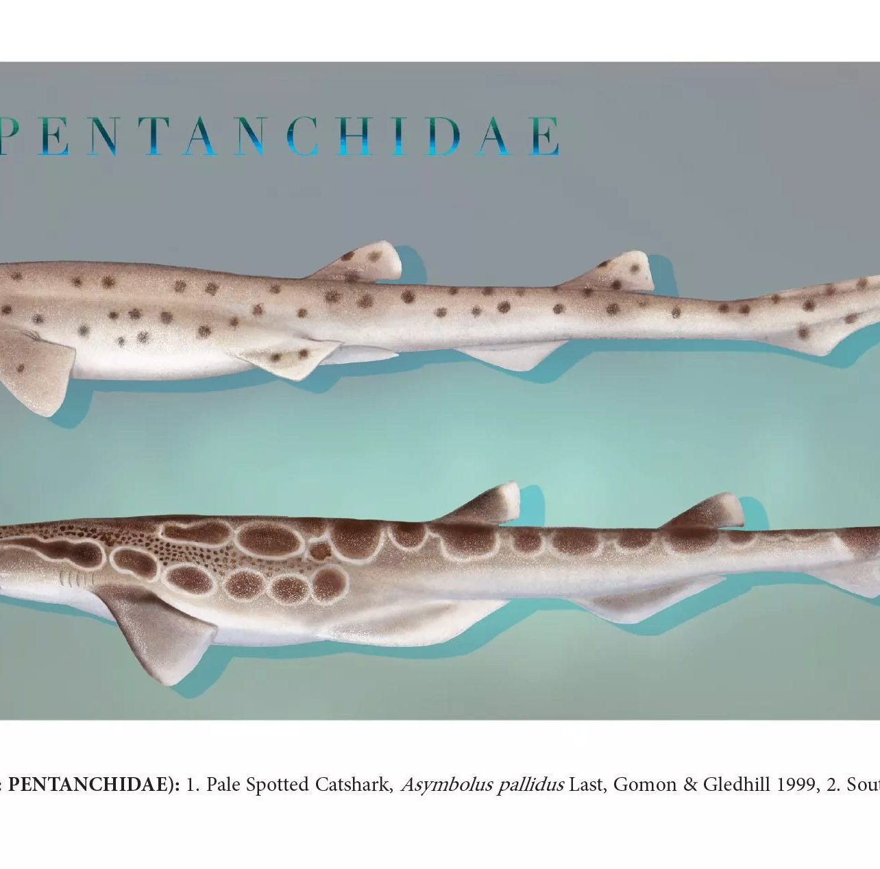 Sharks of the Deep 2023 Calendar - Mug-Stick Figure Fish Illustration