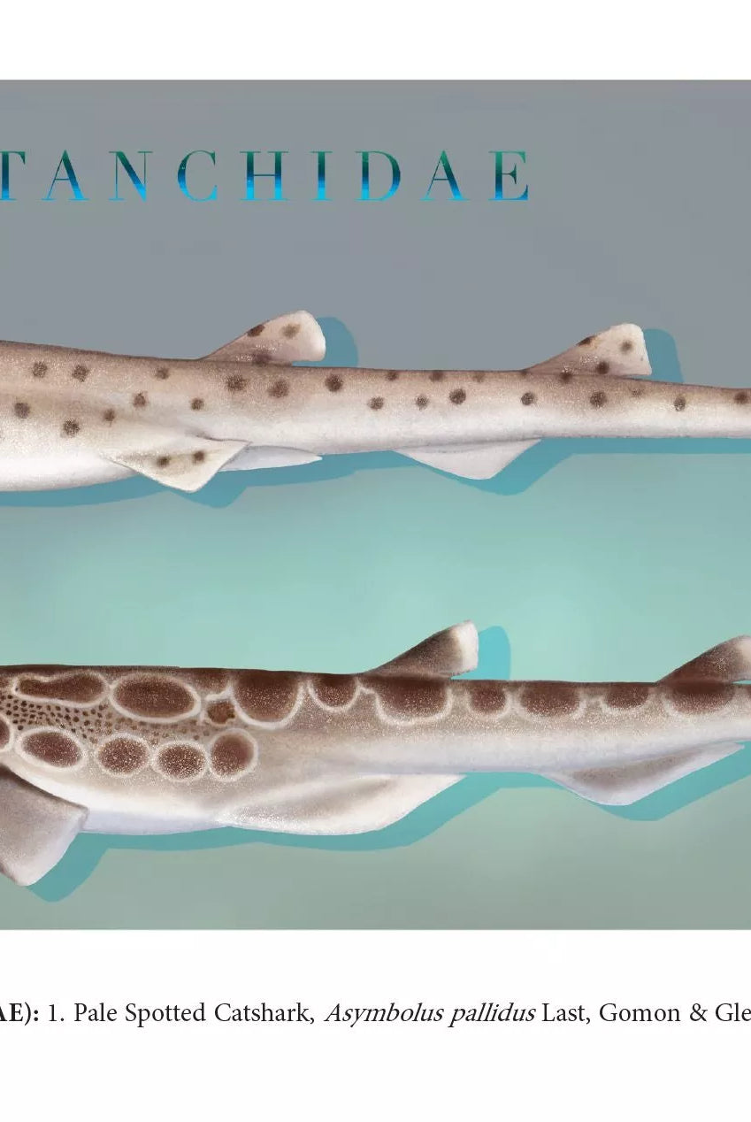 Sharks of the Deep 2023 Calendar - Mug-Stick Figure Fish Illustration