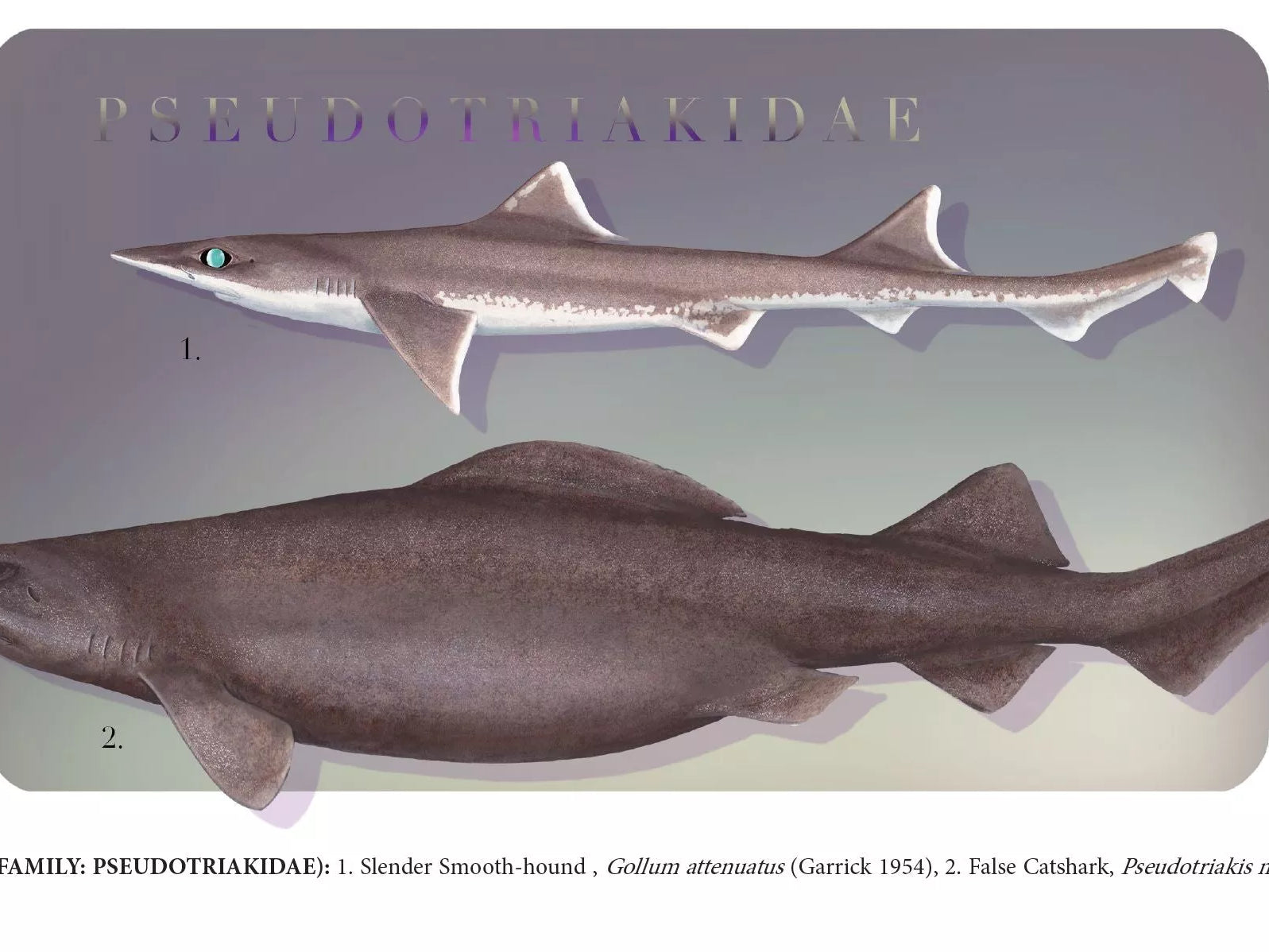Sharks of the Deep 2023 Calendar - Mug-Stick Figure Fish Illustration