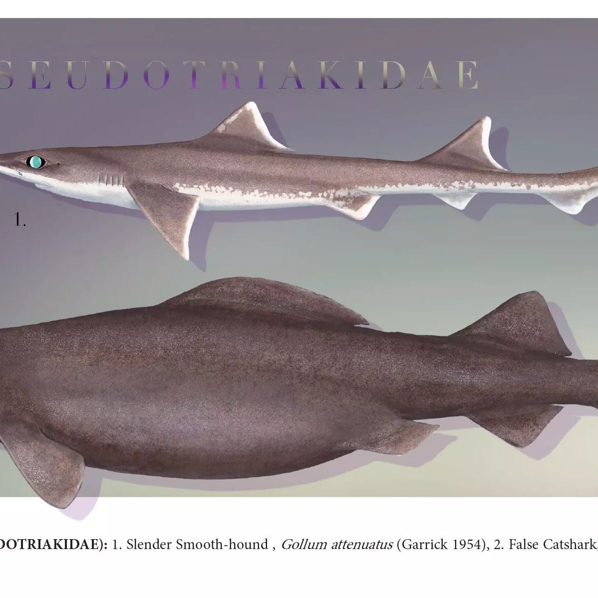 Sharks of the Deep 2023 Calendar - Mug-Stick Figure Fish Illustration