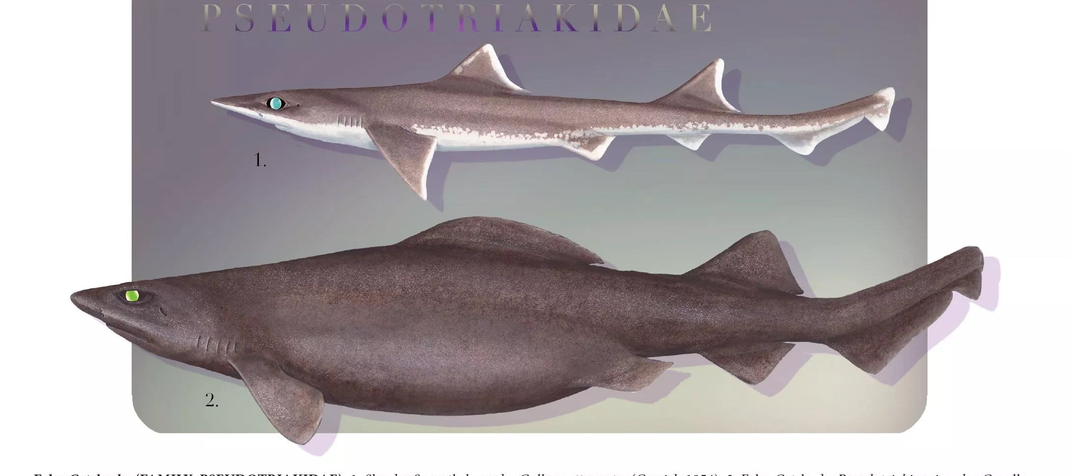 Sharks of the Deep 2023 Calendar - Mug-Stick Figure Fish Illustration
