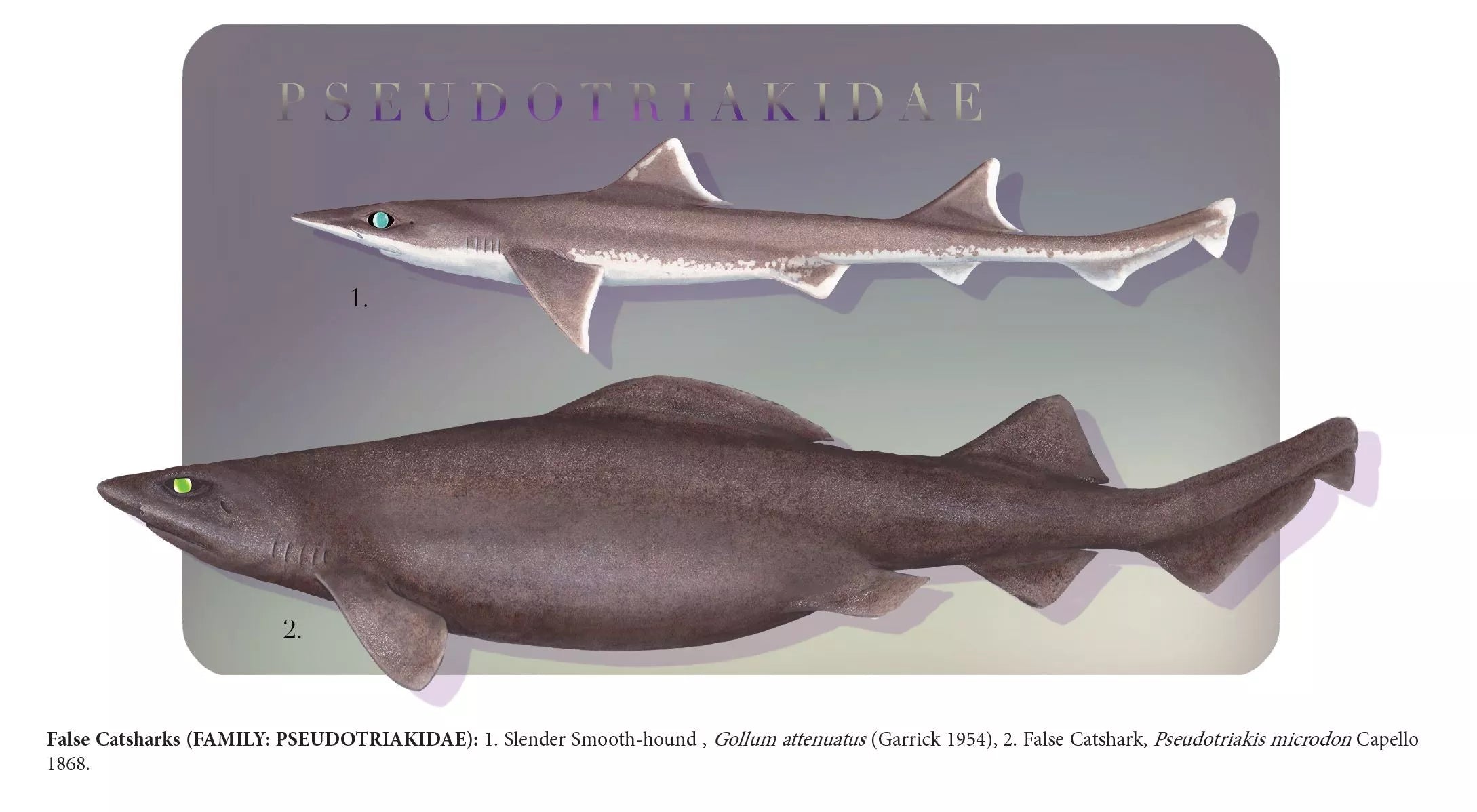 Sharks of the Deep 2023 Calendar - Mug-Stick Figure Fish Illustration