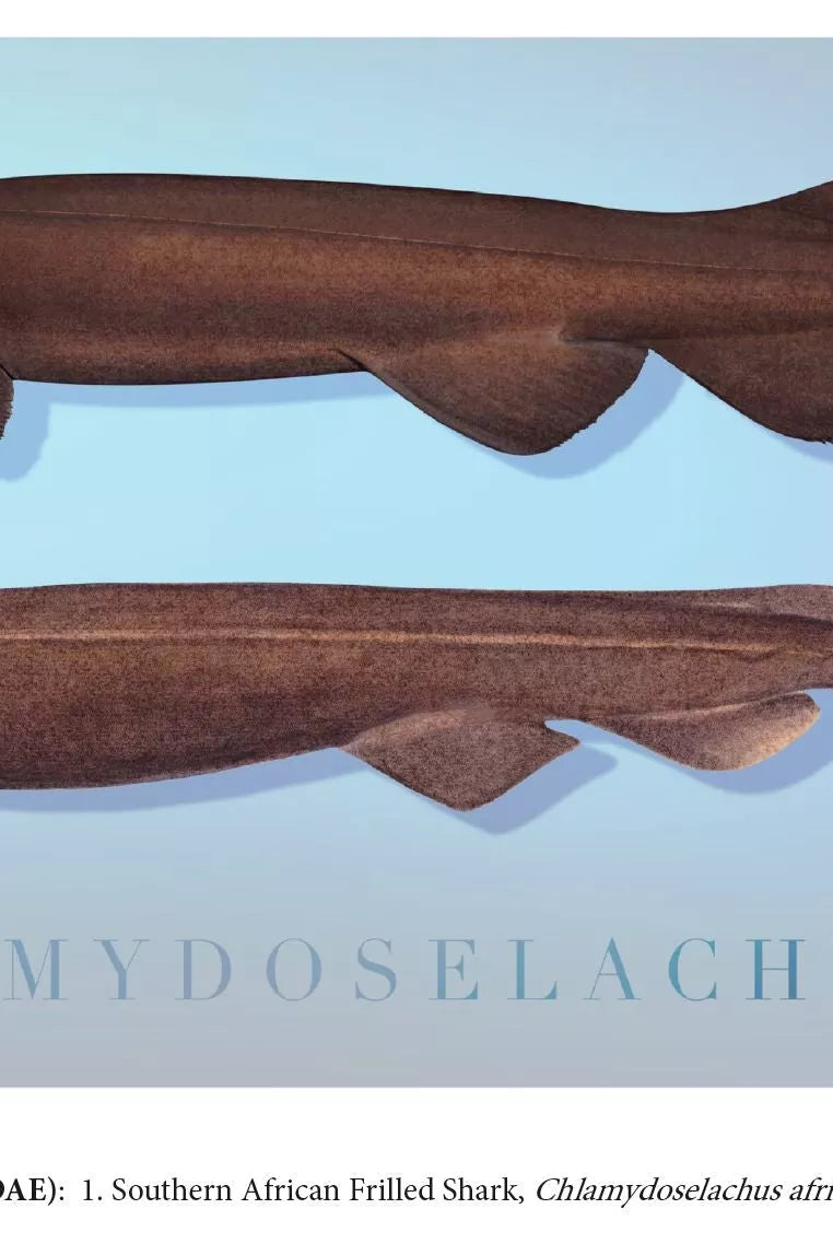 Sharks of the Deep 2023 Calendar - Mug-Stick Figure Fish Illustration