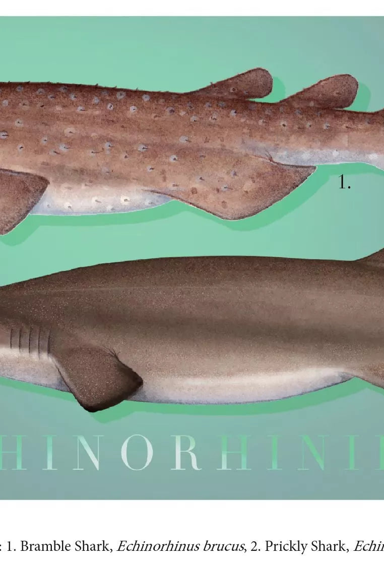 Sharks of the Deep 2023 Calendar - Mug-Stick Figure Fish Illustration