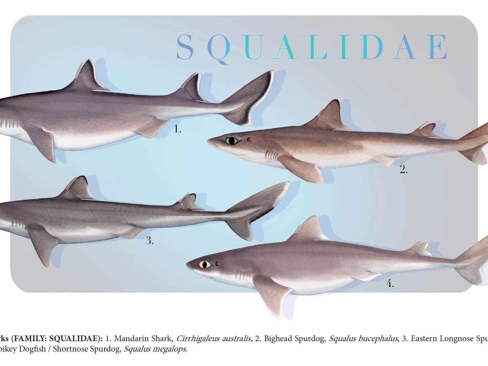 Sharks of the Deep 2023 Calendar - Mug-Stick Figure Fish Illustration