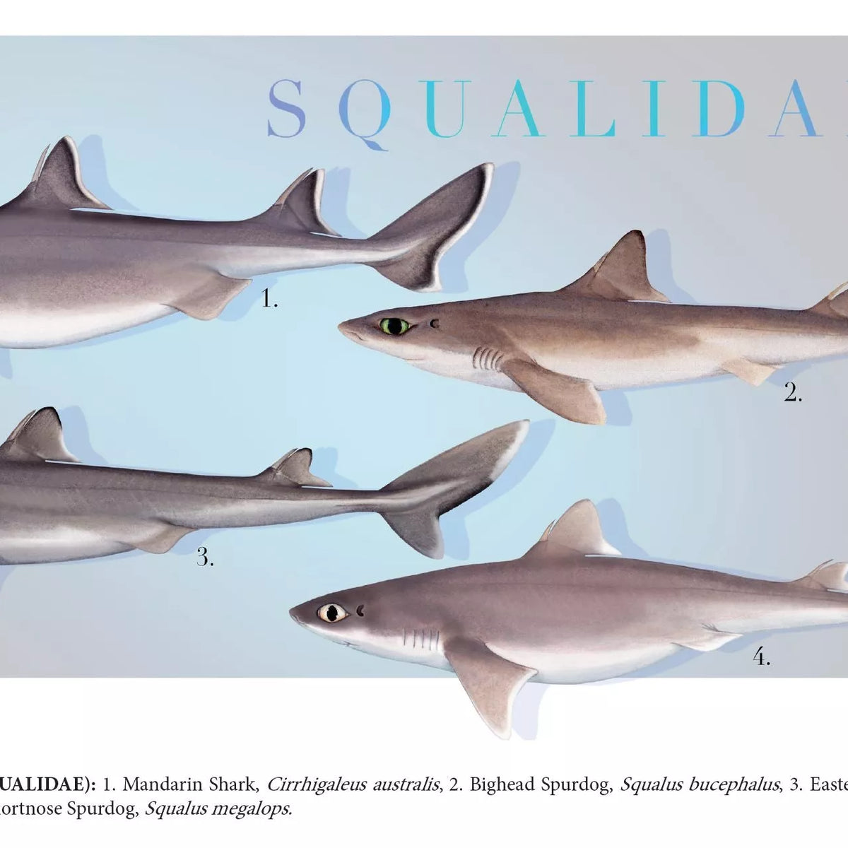 Sharks of the Deep 2023 Calendar - Mug-Stick Figure Fish Illustration