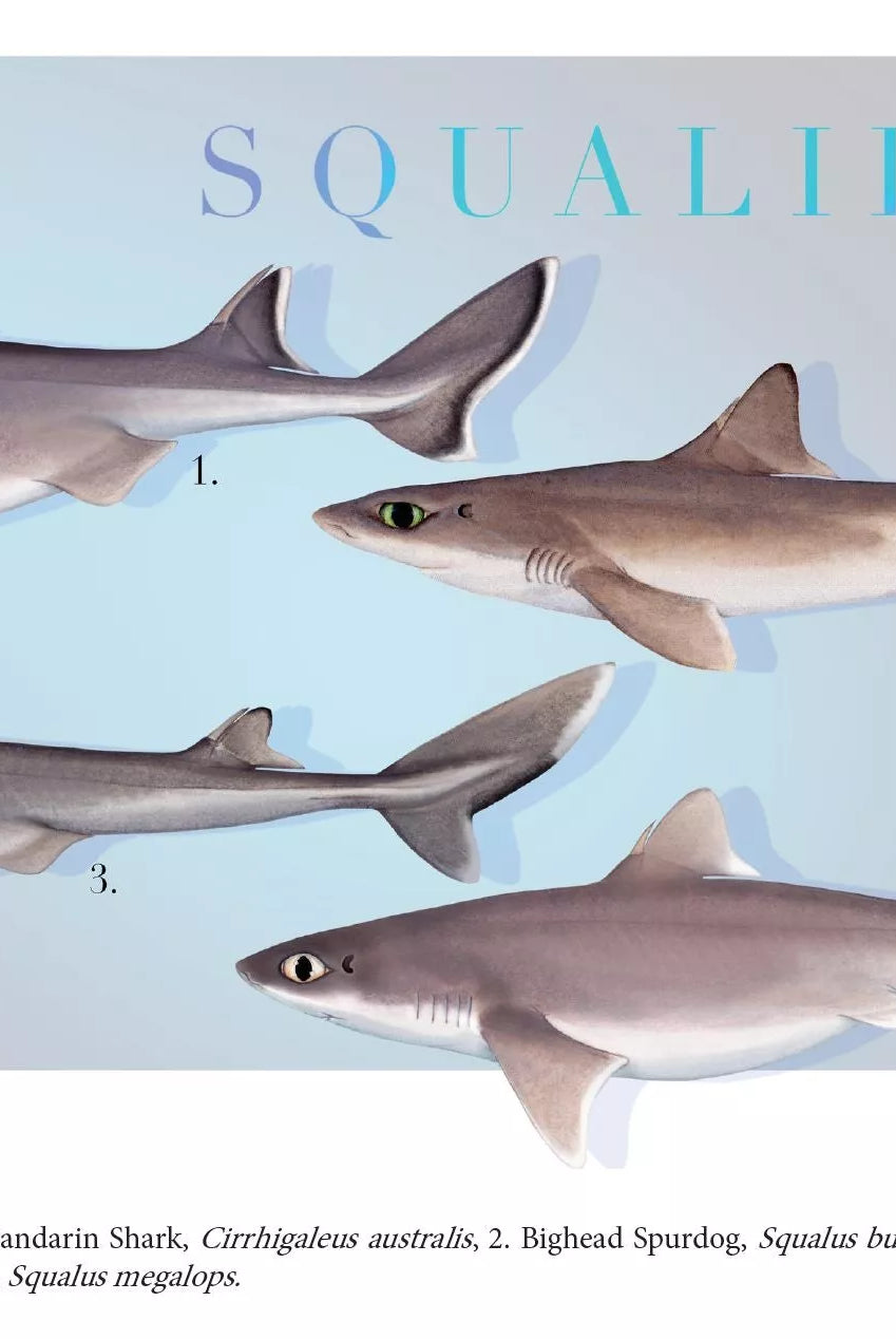 Sharks of the Deep 2023 Calendar - Mug-Stick Figure Fish Illustration