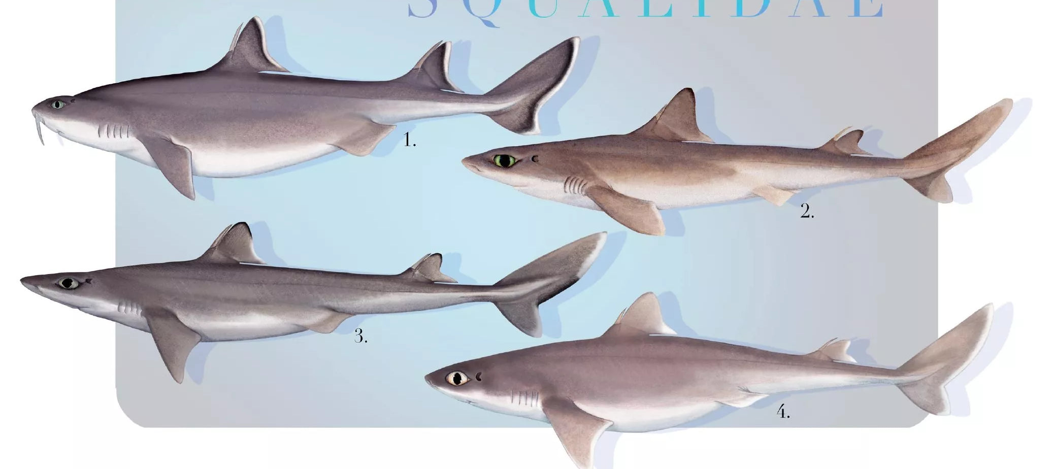 Sharks of the Deep 2023 Calendar - Mug-Stick Figure Fish Illustration