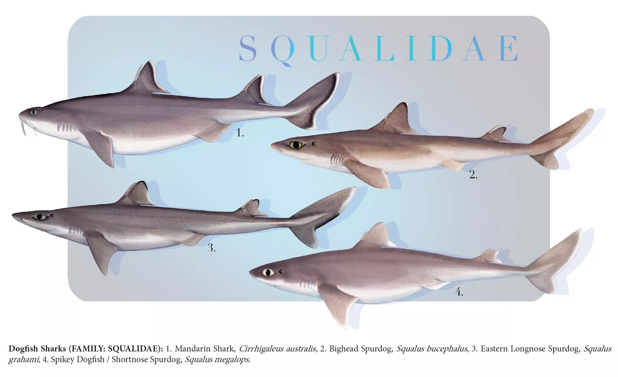 Sharks of the Deep 2023 Calendar - Mug-Stick Figure Fish Illustration