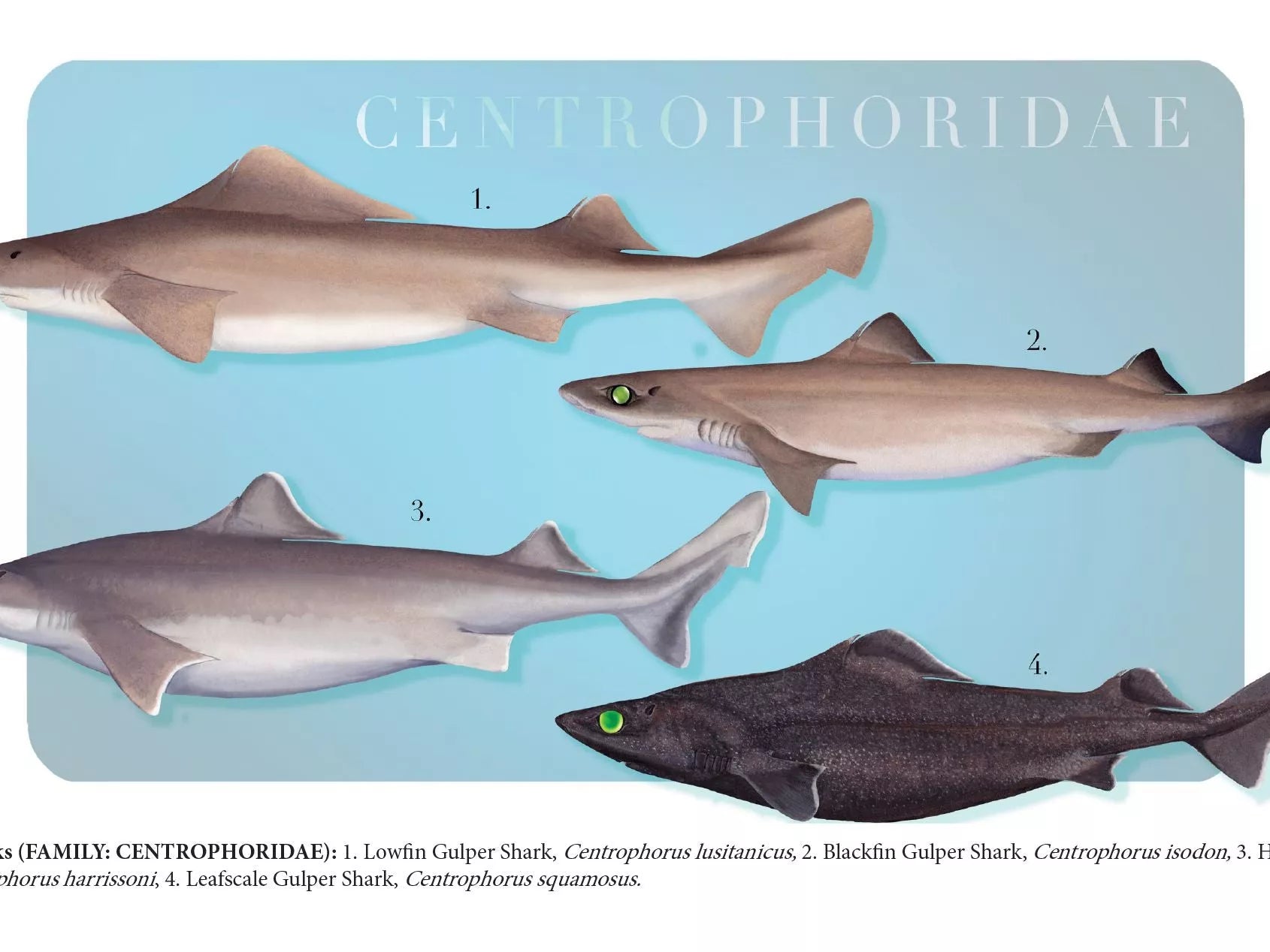 Sharks of the Deep 2023 Calendar - Mug-Stick Figure Fish Illustration
