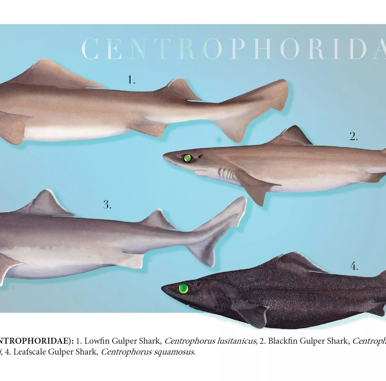 Sharks of the Deep 2023 Calendar - Mug-Stick Figure Fish Illustration