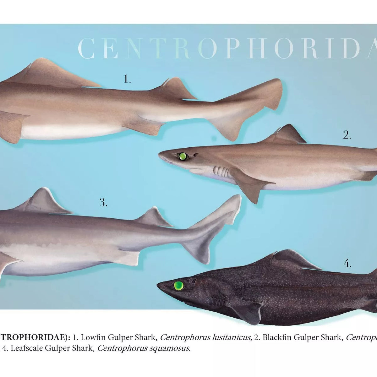 Sharks of the Deep 2023 Calendar - Mug-Stick Figure Fish Illustration