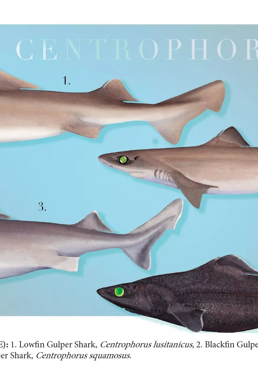 Sharks of the Deep 2023 Calendar - Mug-Stick Figure Fish Illustration