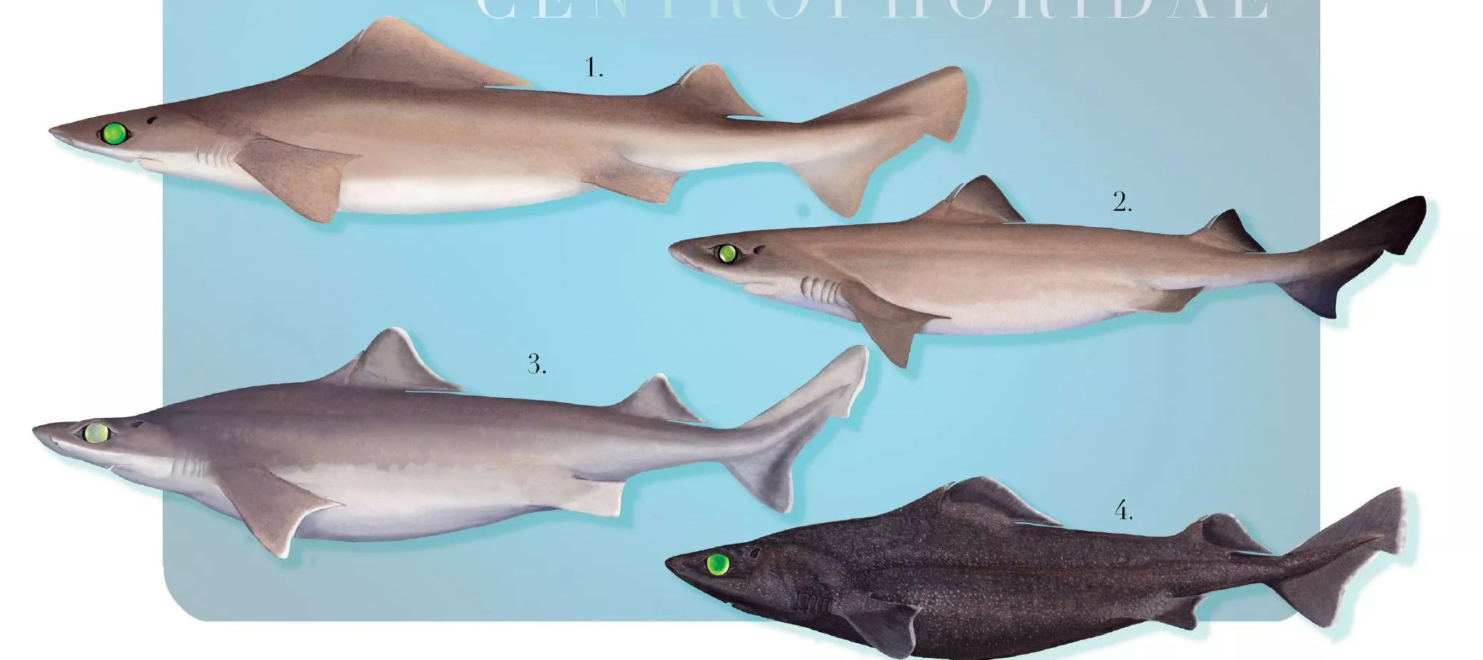 Sharks of the Deep 2023 Calendar - Mug-Stick Figure Fish Illustration