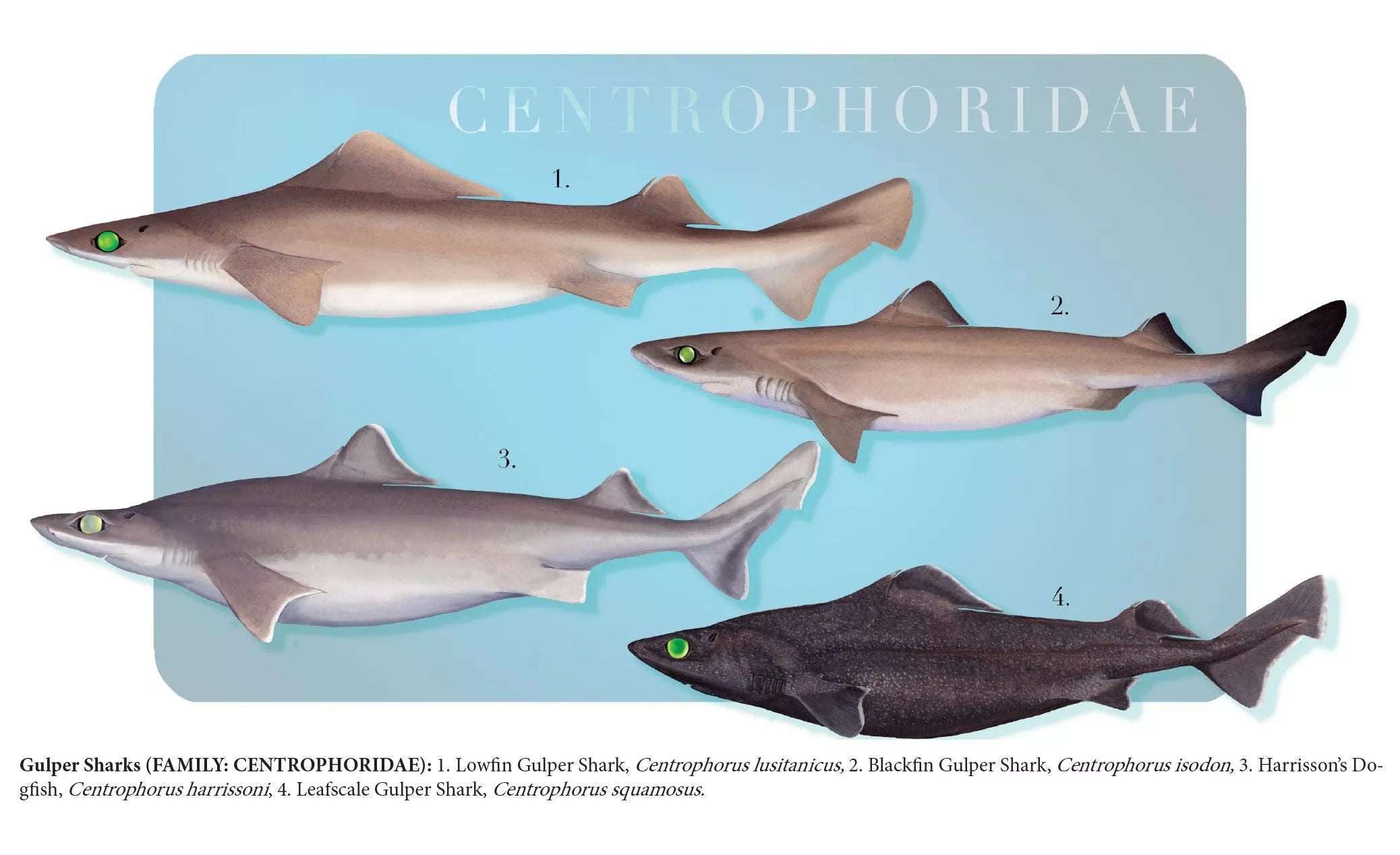 Sharks of the Deep 2023 Calendar - Mug-Stick Figure Fish Illustration