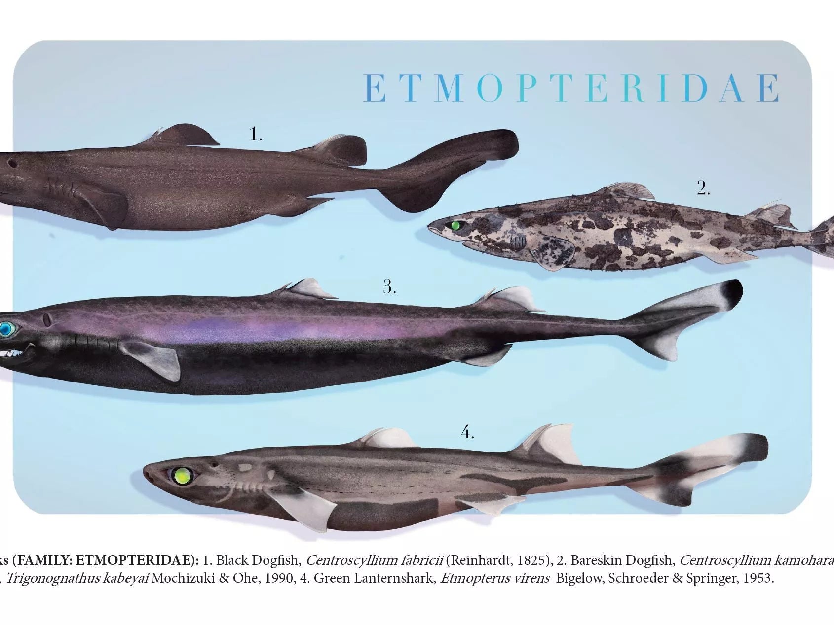 Sharks of the Deep 2023 Calendar - Mug-Stick Figure Fish Illustration
