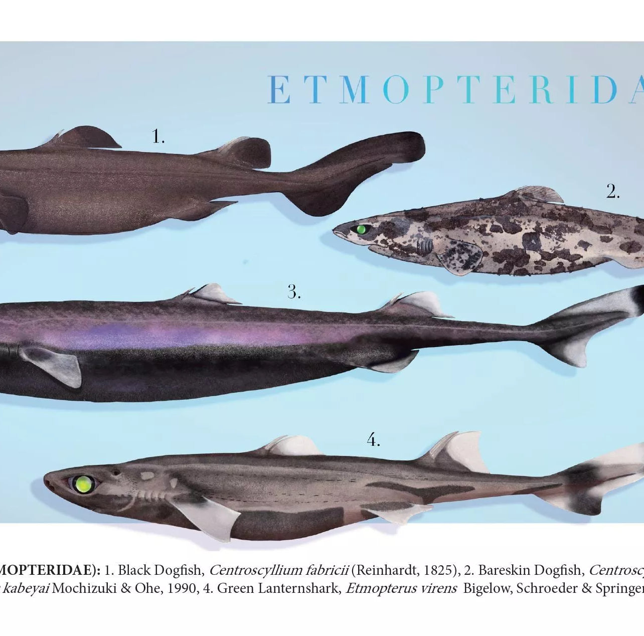 Sharks of the Deep 2023 Calendar - Mug-Stick Figure Fish Illustration