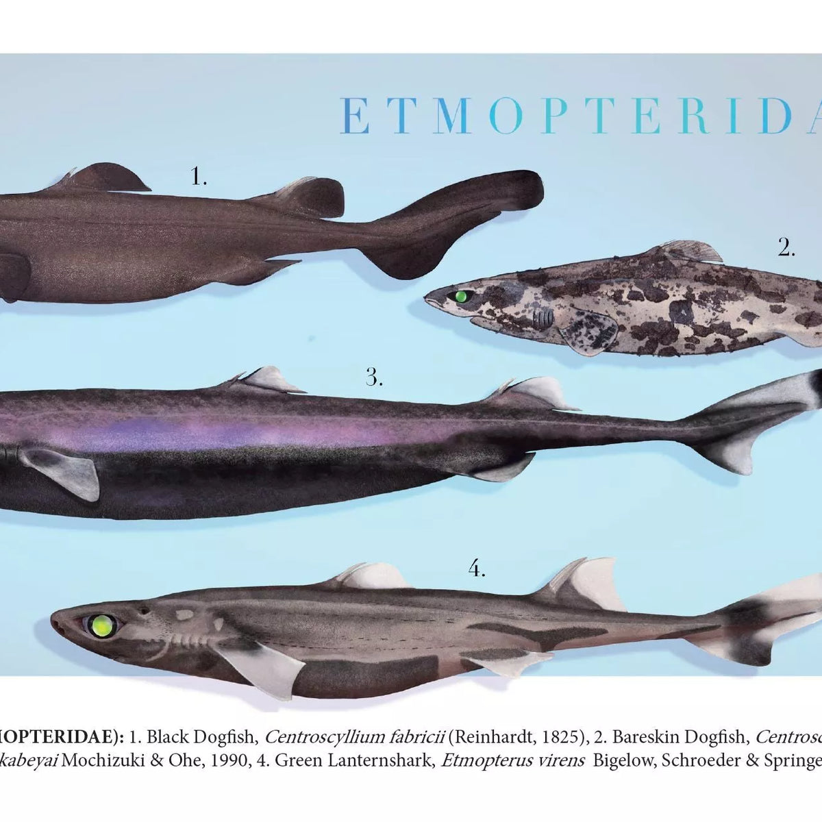 Sharks of the Deep 2023 Calendar - Mug-Stick Figure Fish Illustration