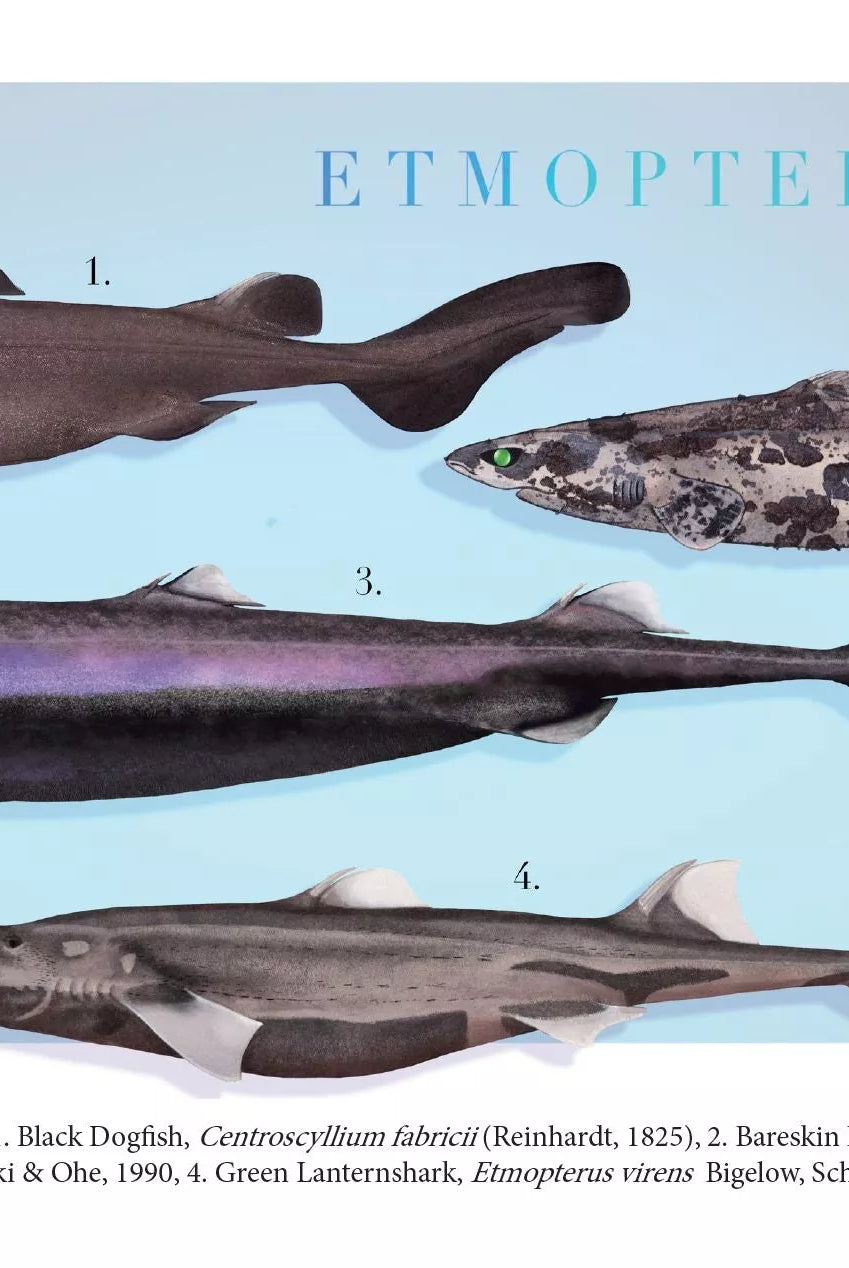 Sharks of the Deep 2023 Calendar - Mug-Stick Figure Fish Illustration