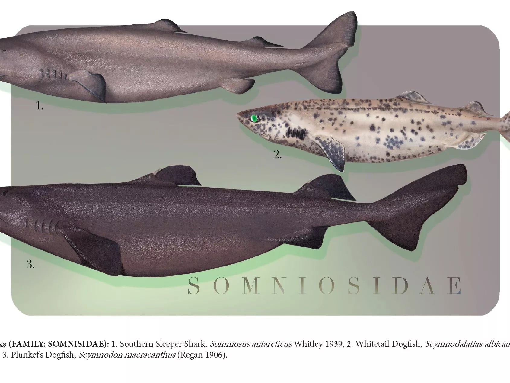 Sharks of the Deep 2023 Calendar - Mug-Stick Figure Fish Illustration
