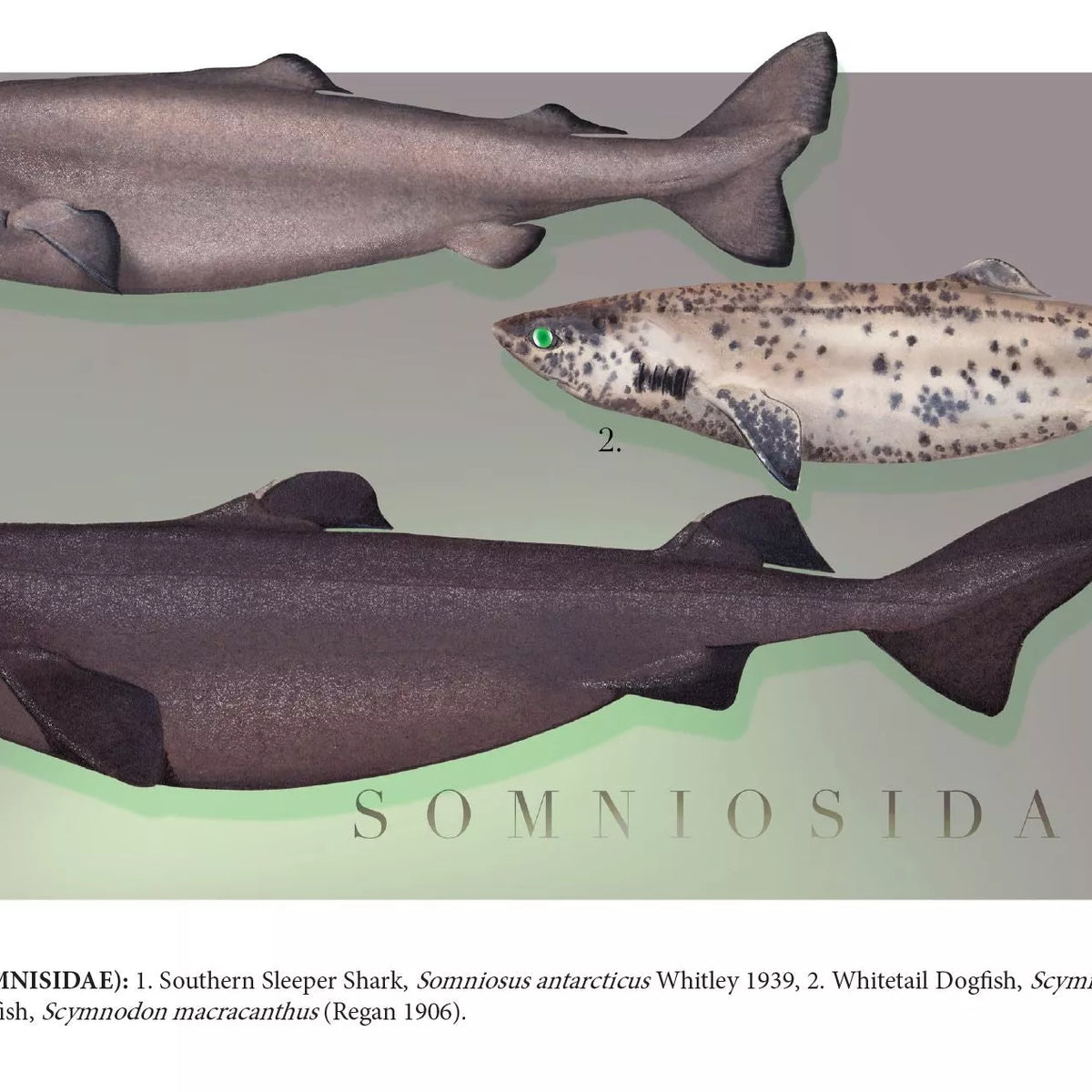 Sharks of the Deep 2023 Calendar - Mug-Stick Figure Fish Illustration