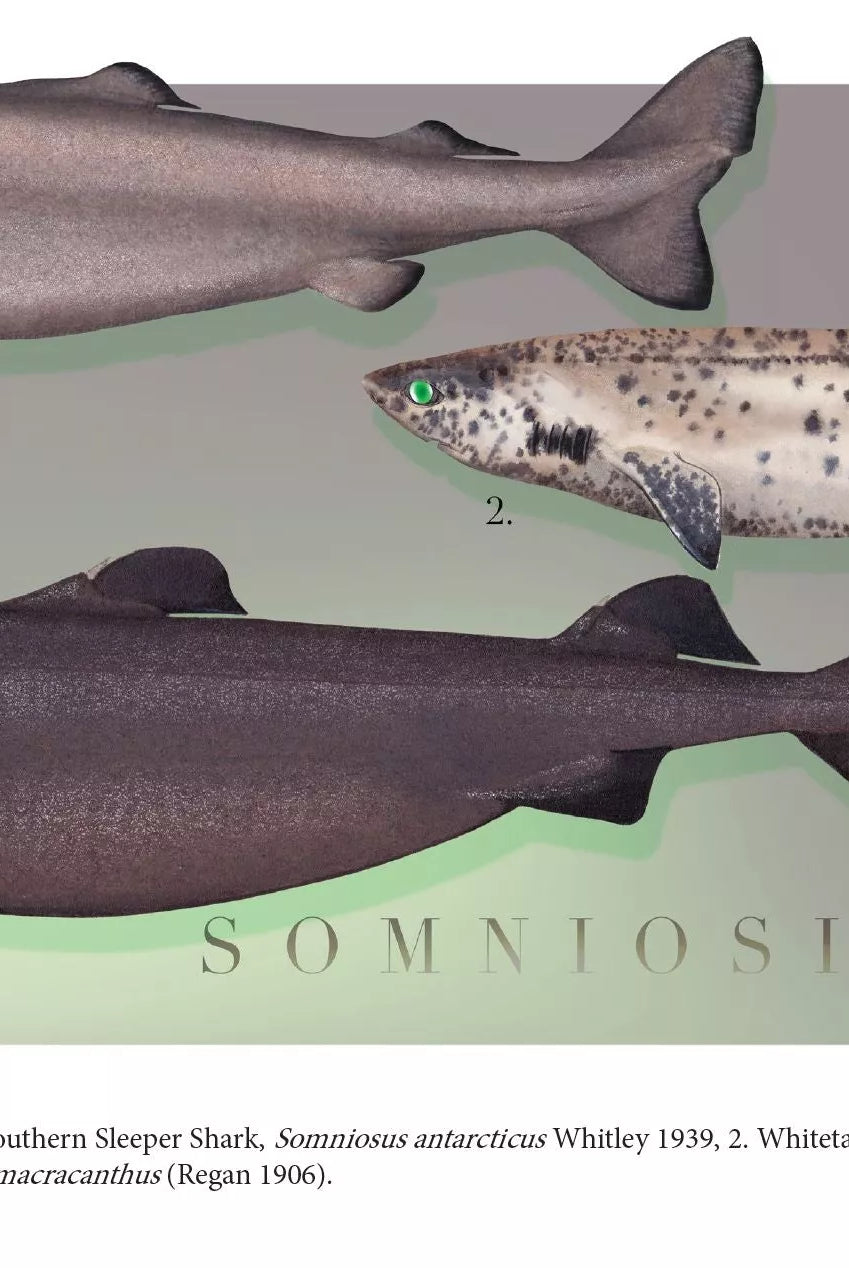 Sharks of the Deep 2023 Calendar - Mug-Stick Figure Fish Illustration