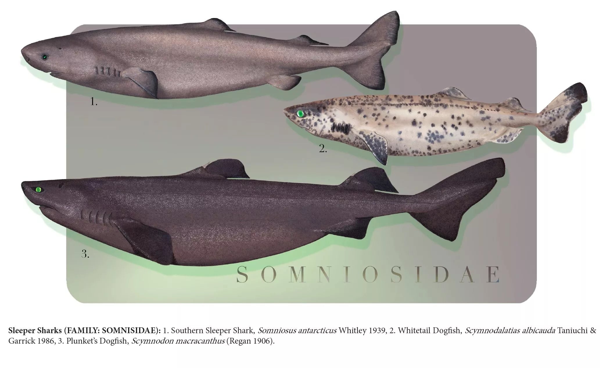 Sharks of the Deep 2023 Calendar - Mug-Stick Figure Fish Illustration