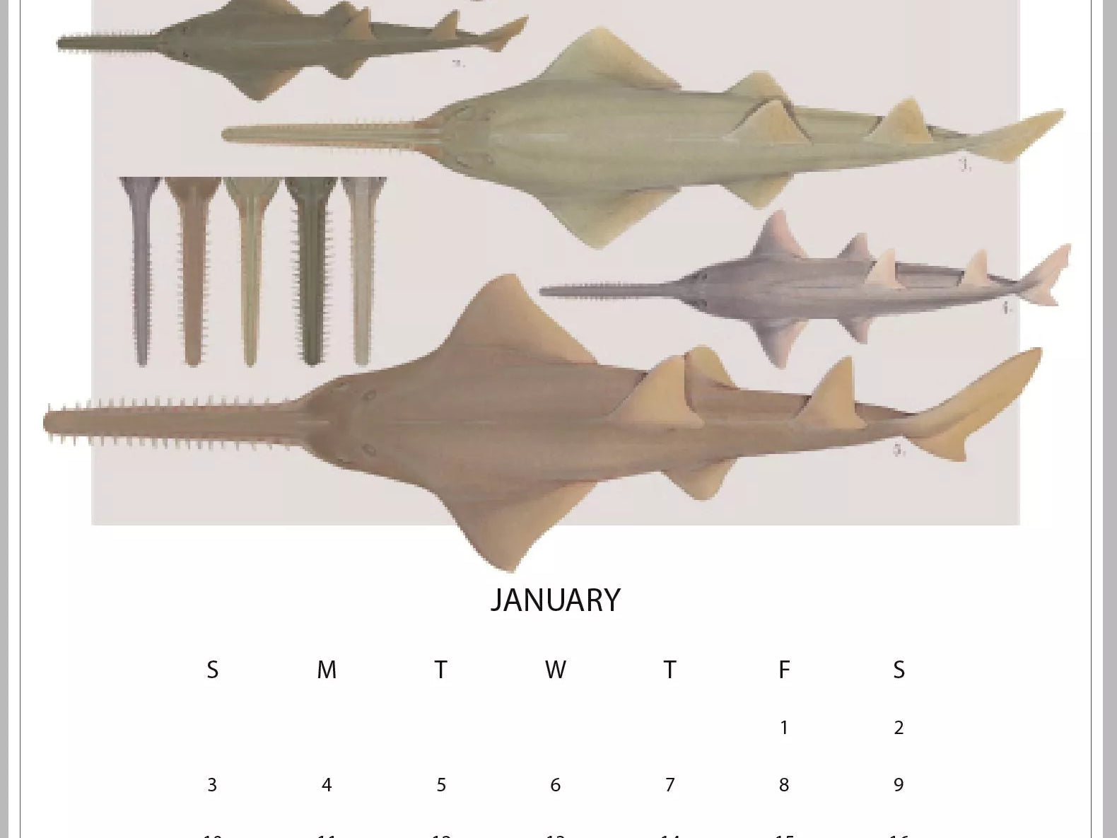 Stick Figure Fish 2021 Calendar - Rays of the world-Stick Figure Fish Illustration