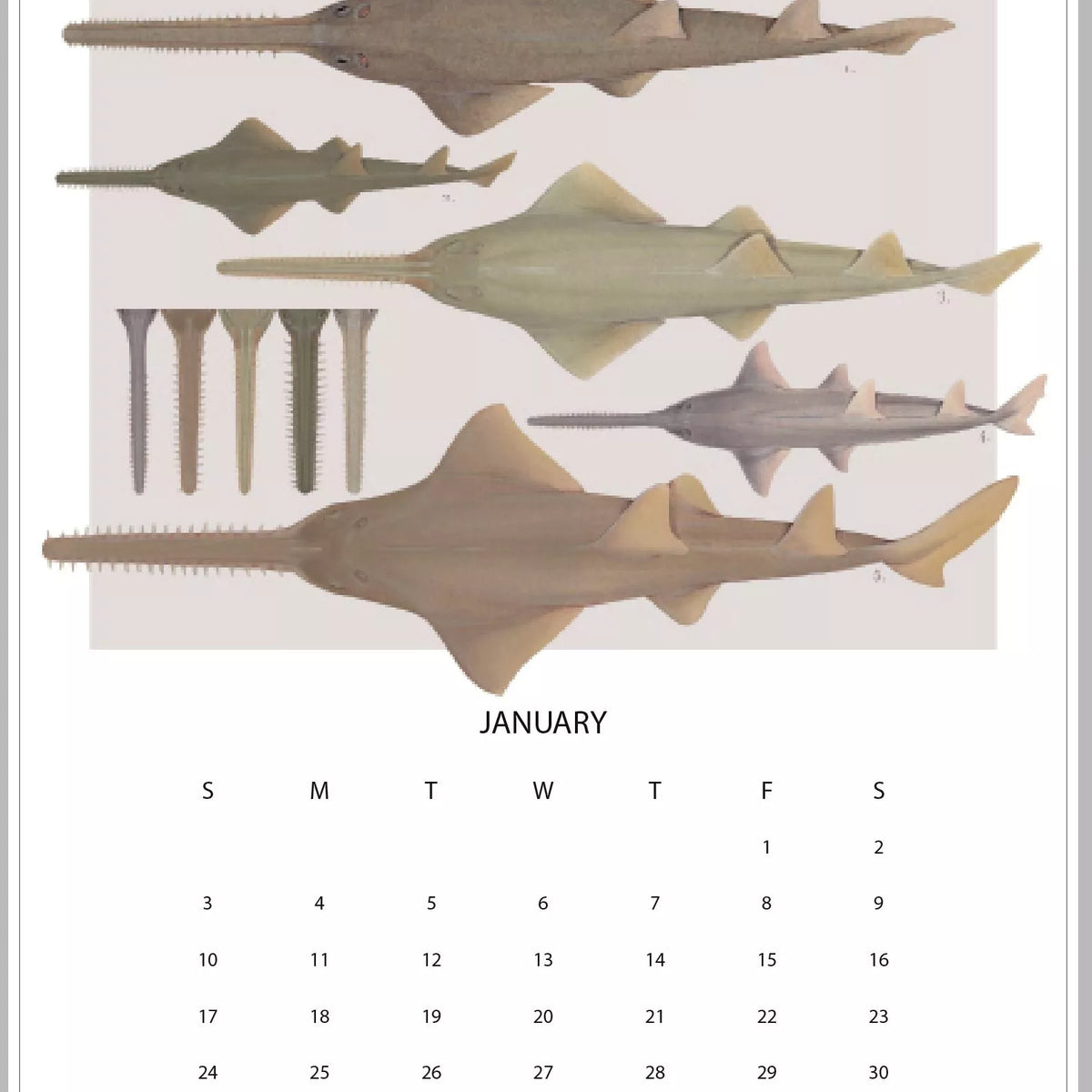 Stick Figure Fish 2021 Calendar - Rays of the world-Stick Figure Fish Illustration