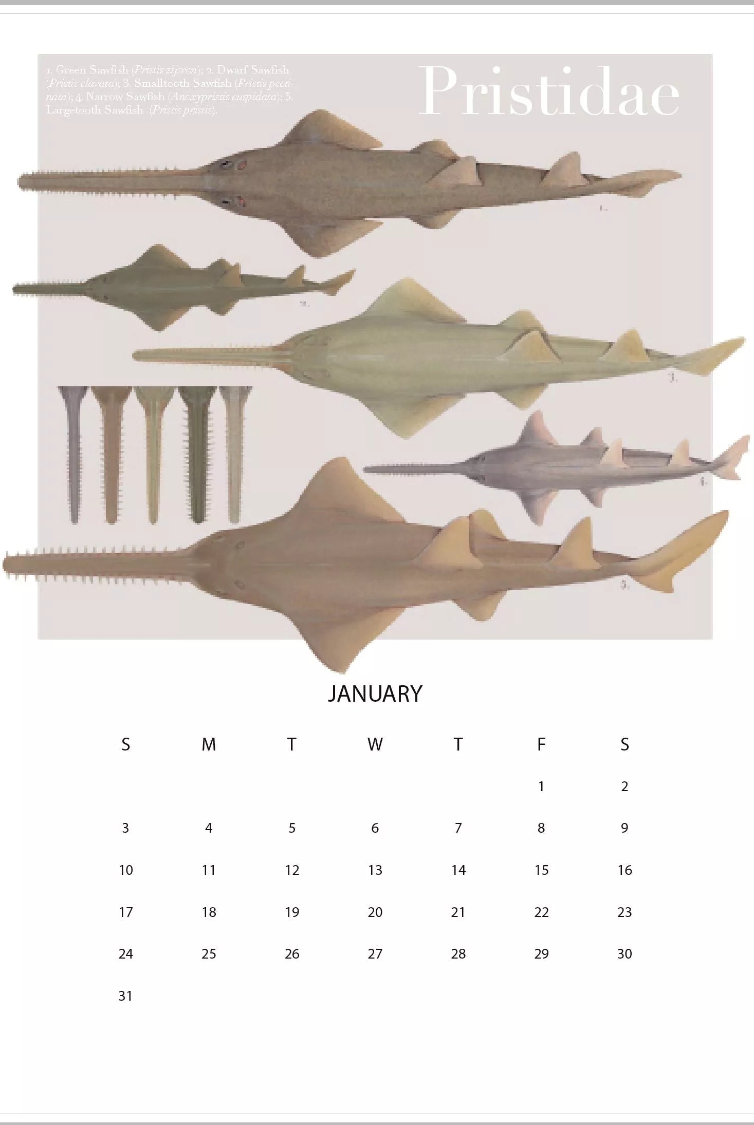 Stick Figure Fish 2021 Calendar - Rays of the world-Stick Figure Fish Illustration