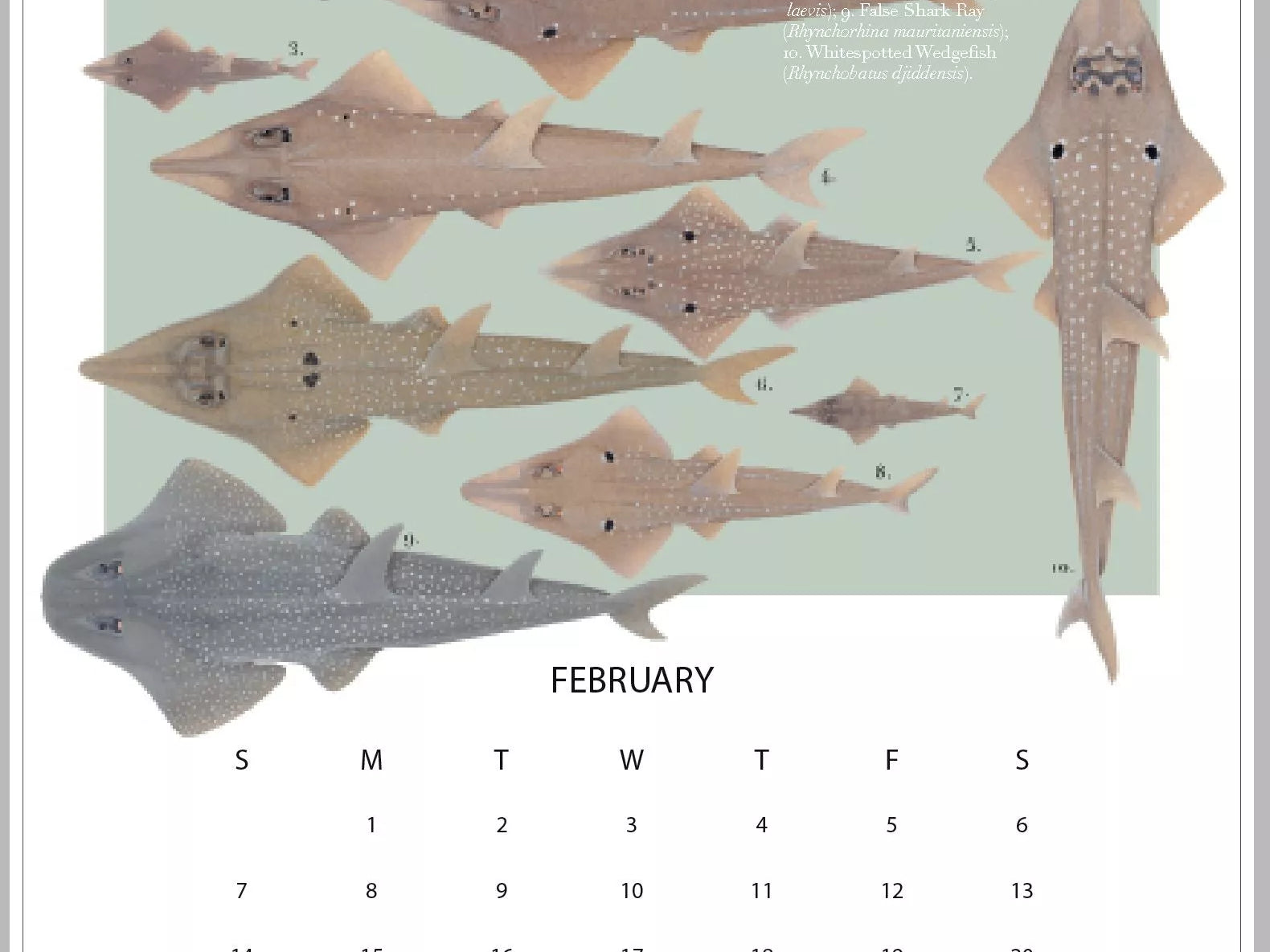 Stick Figure Fish 2021 Calendar - Rays of the world-Stick Figure Fish Illustration