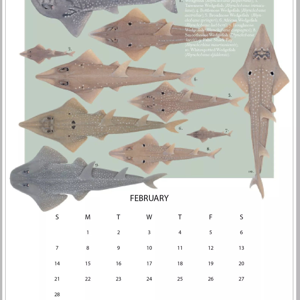 Stick Figure Fish 2021 Calendar - Rays of the world-Stick Figure Fish Illustration