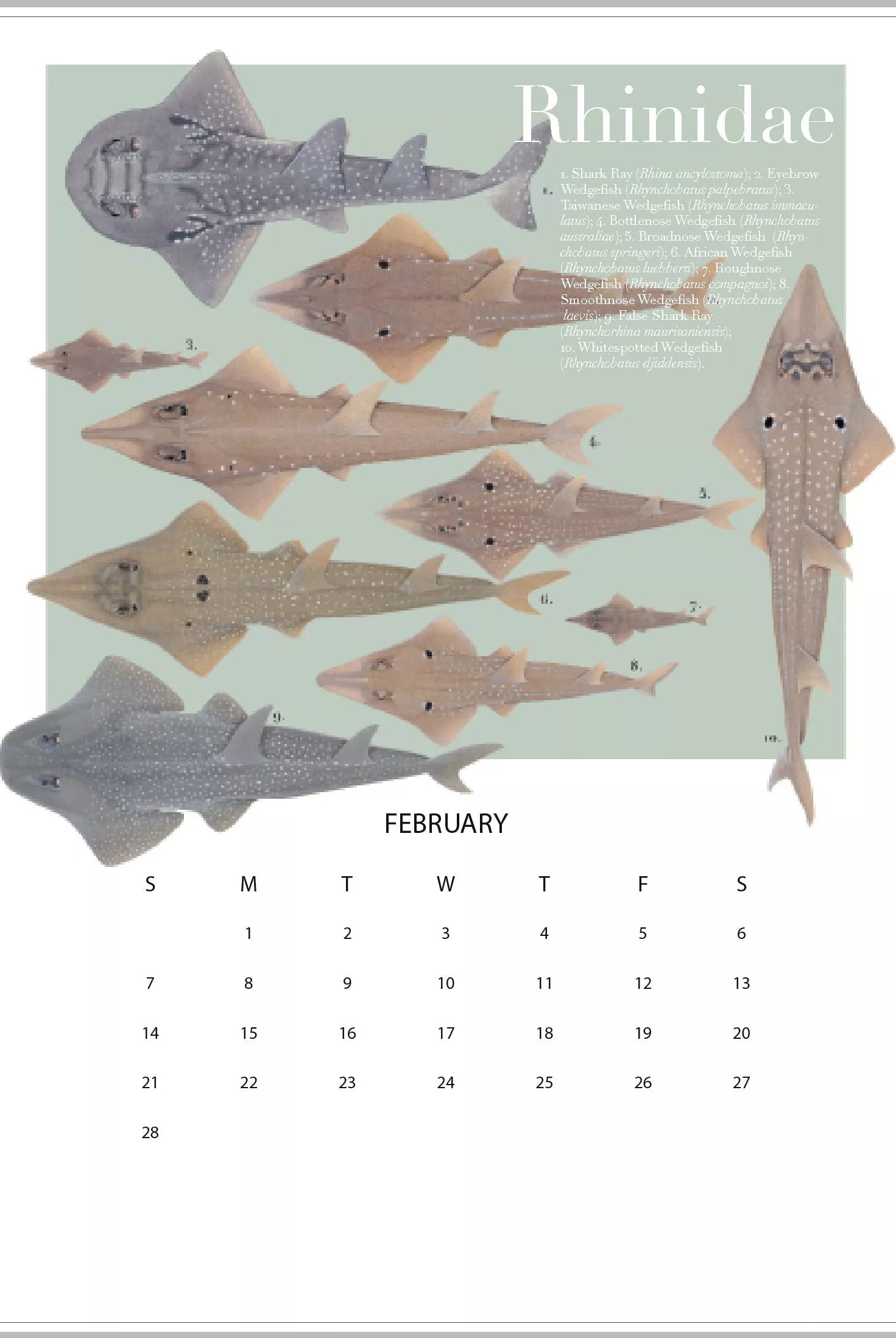 Stick Figure Fish 2021 Calendar - Rays of the world-Stick Figure Fish Illustration
