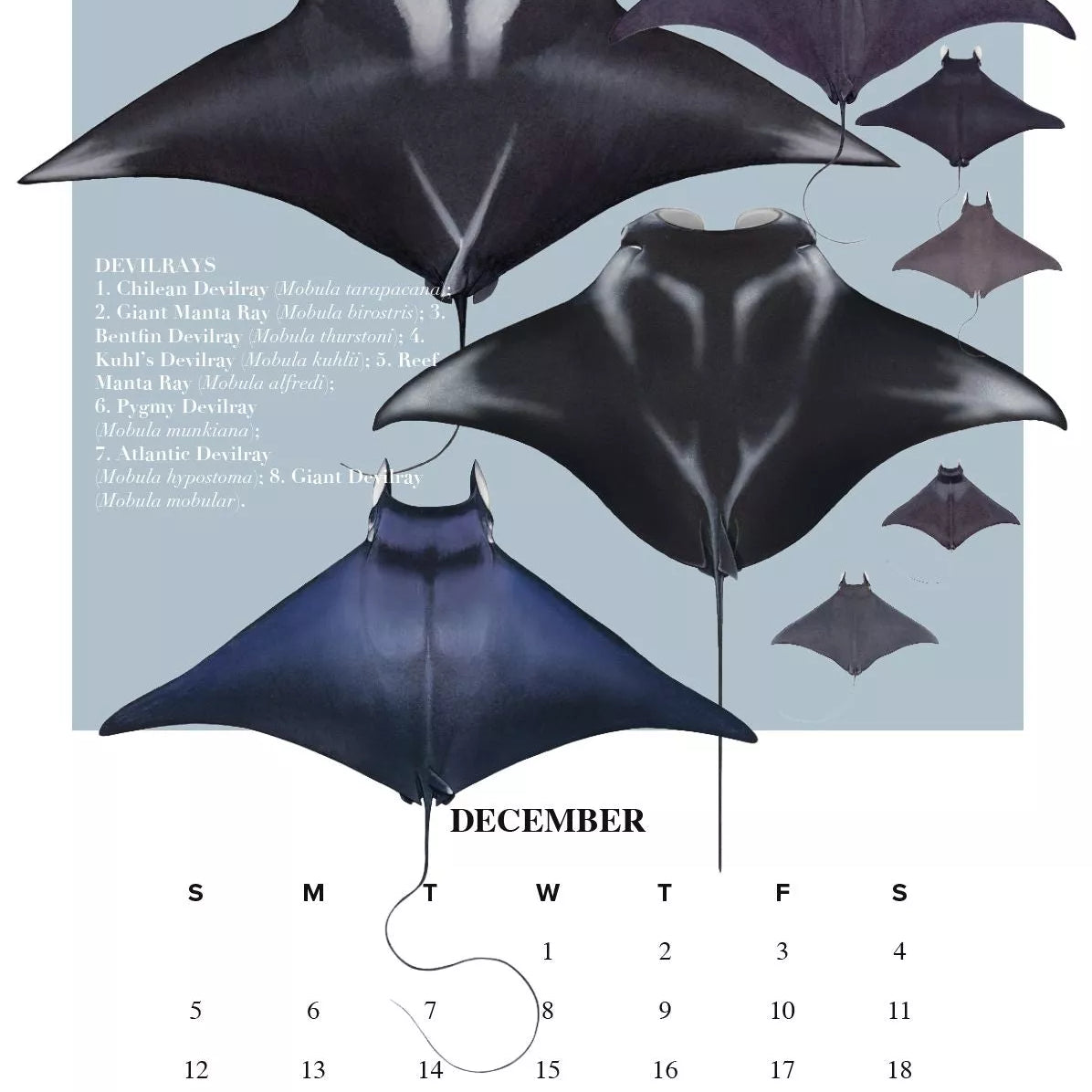 Stick Figure Fish 2021 Calendar - Rays of the world-Stick Figure Fish Illustration