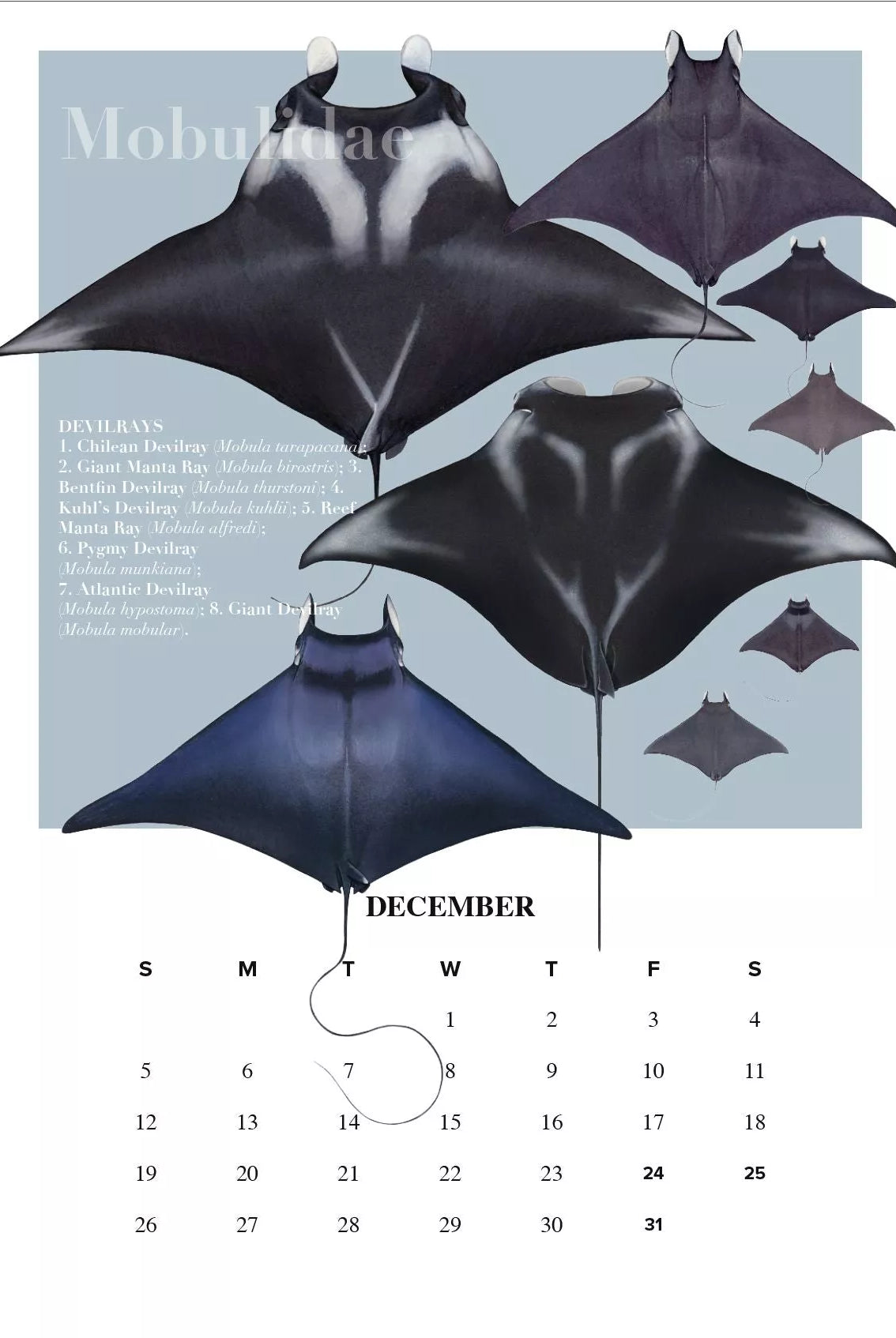 Stick Figure Fish 2021 Calendar - Rays of the world-Stick Figure Fish Illustration