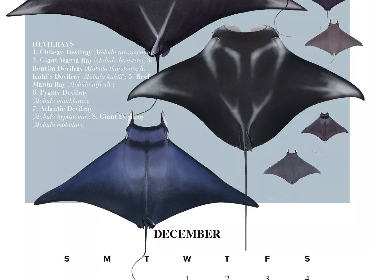 Stick Figure Fish 2021 Calendar - Rays of the world-Stick Figure Fish Illustration