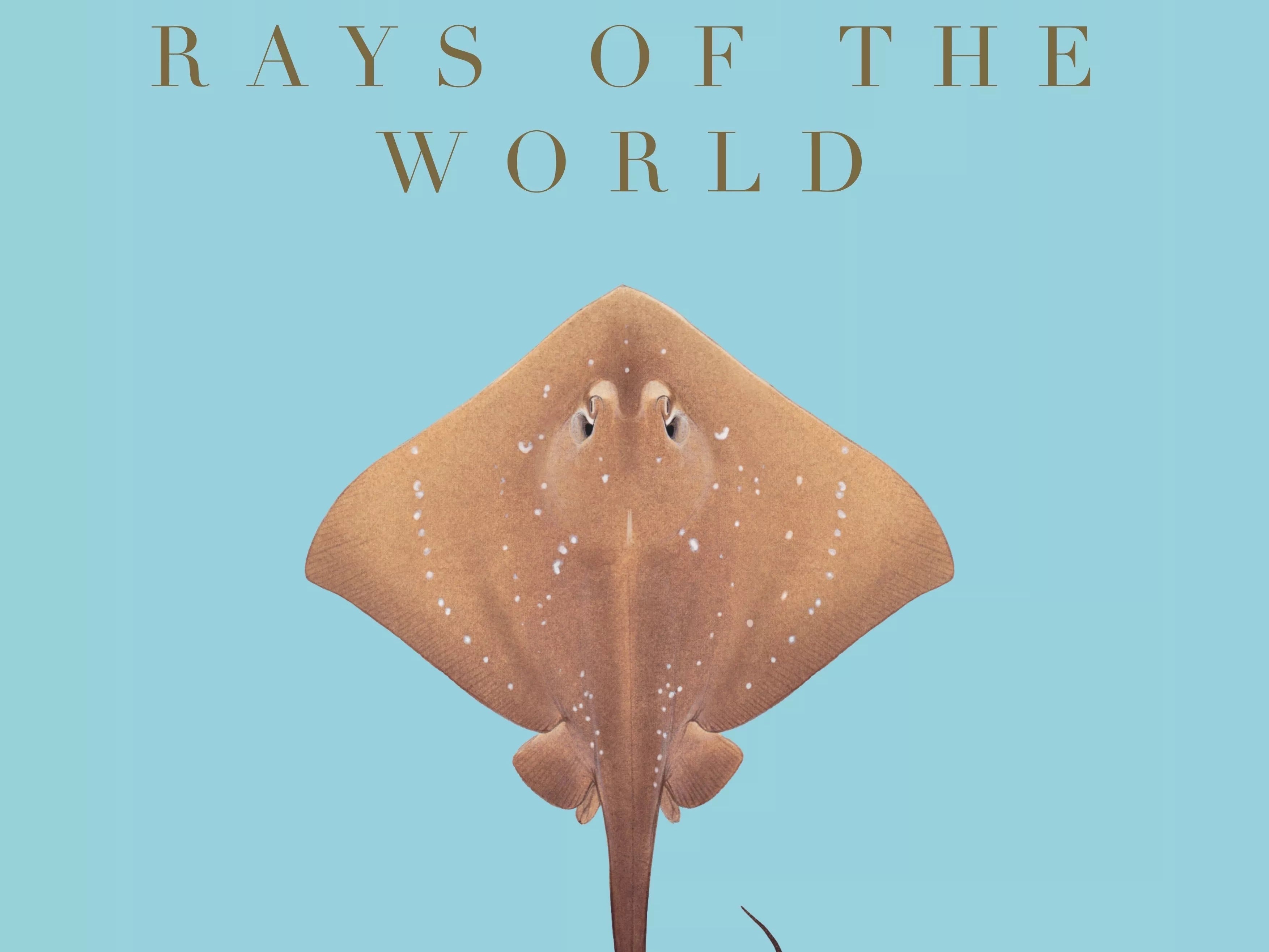 Stick Figure Fish 2021 Calendar - Rays of the world-Stick Figure Fish Illustration