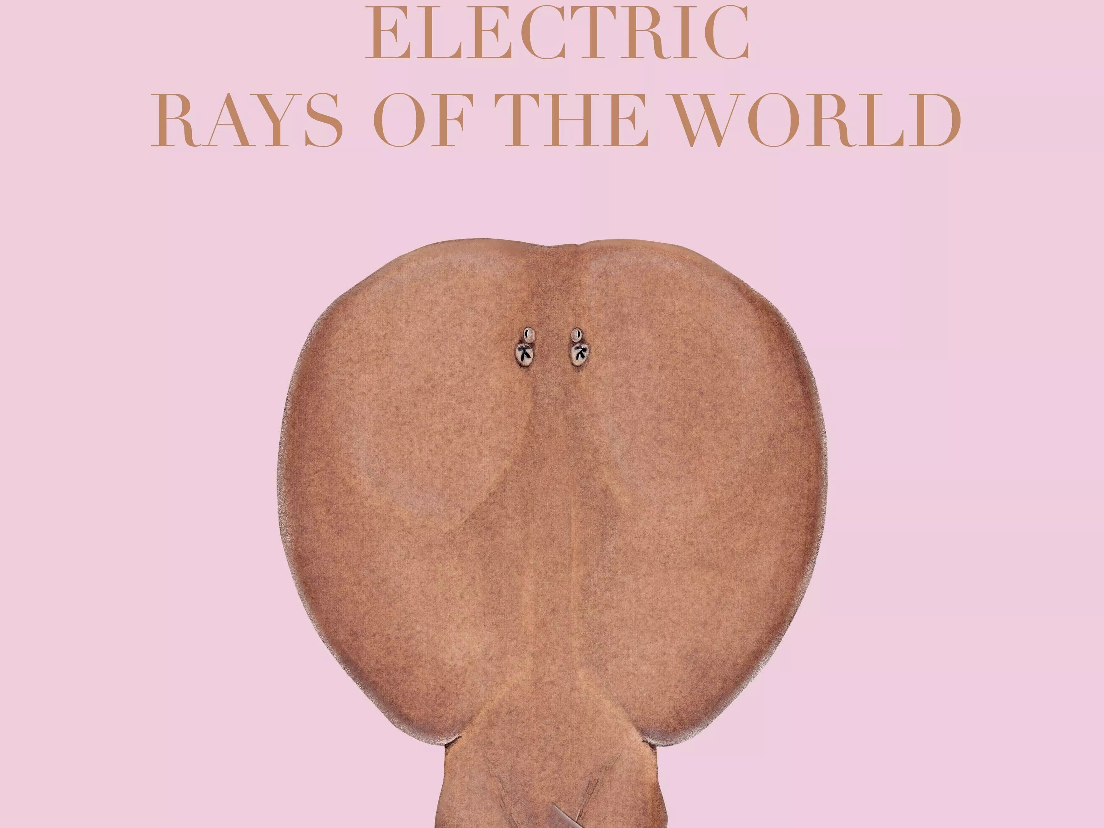 Stick Figure Fish 2022 Calendar - Electric Rays of the world-Stick Figure Fish Illustration