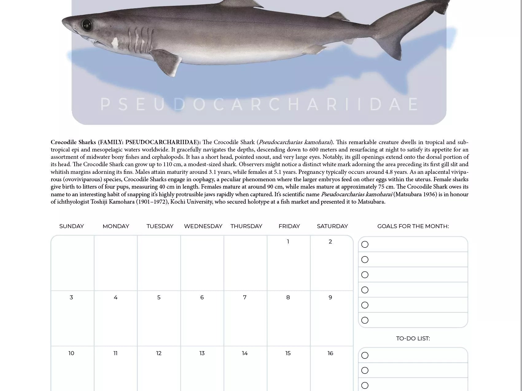 Stick Figure Fish 2024 Limited Edition Calendar - Sharks & Rays of the Open Ocean-Stick Figure Fish Illustration