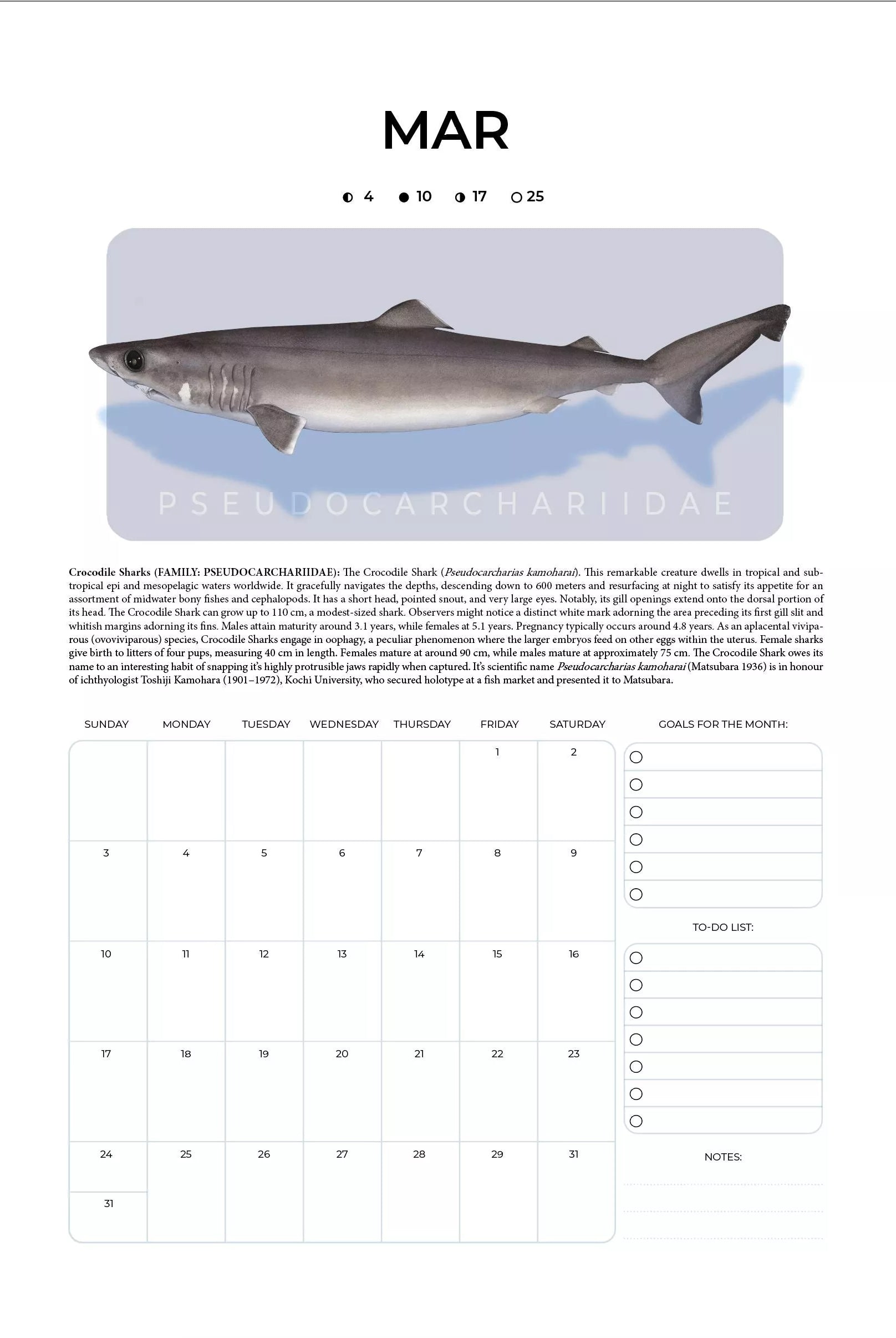 Stick Figure Fish 2024 Limited Edition Calendar - Sharks & Rays of the Open Ocean-Stick Figure Fish Illustration