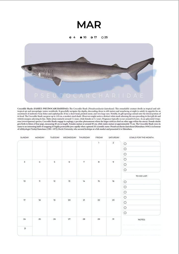 Stick Figure Fish 2024 Limited Edition Calendar - Sharks & Rays of the Open Ocean-Stick Figure Fish Illustration